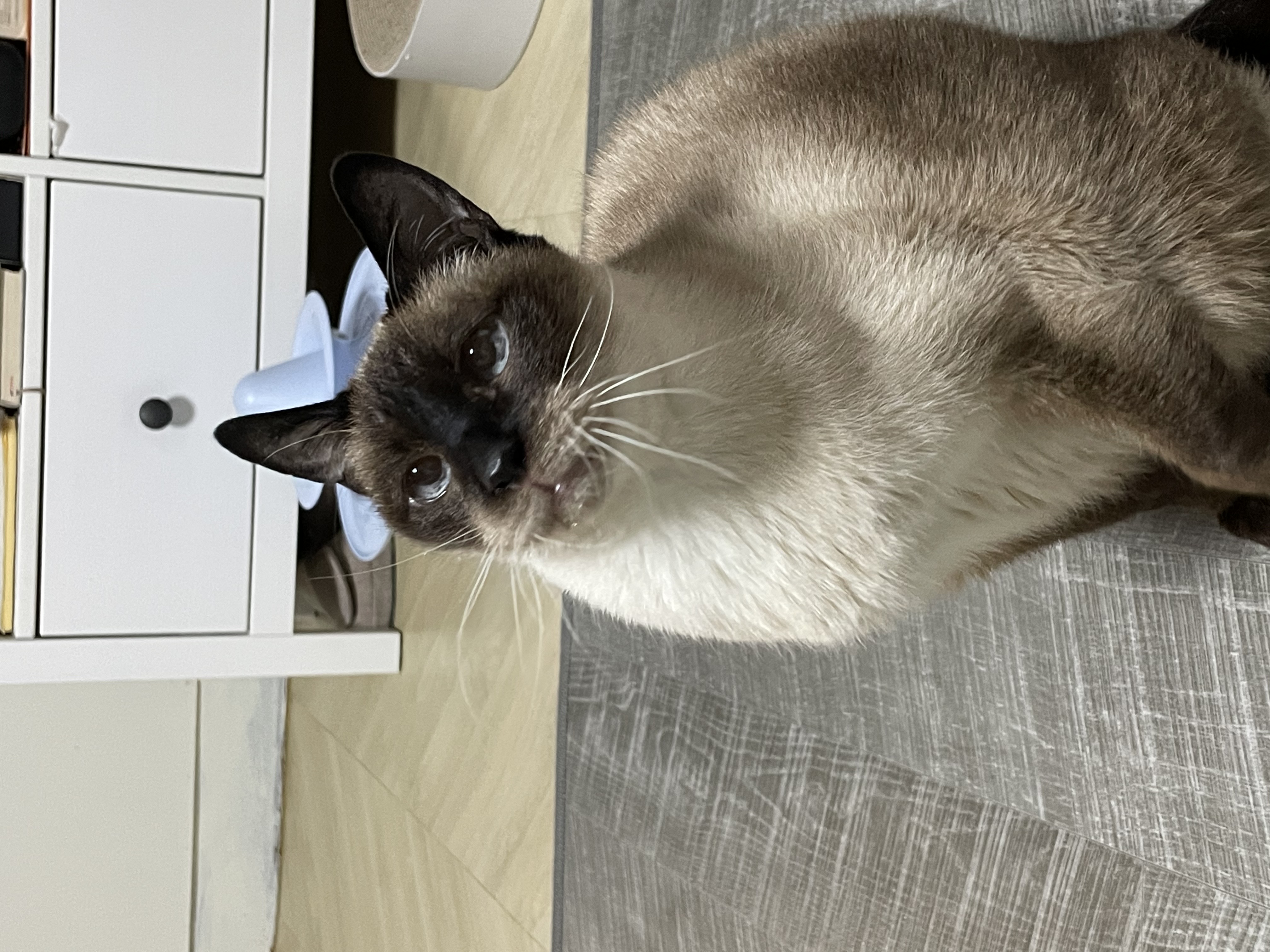 모델이 입양 일주일 - with 포도