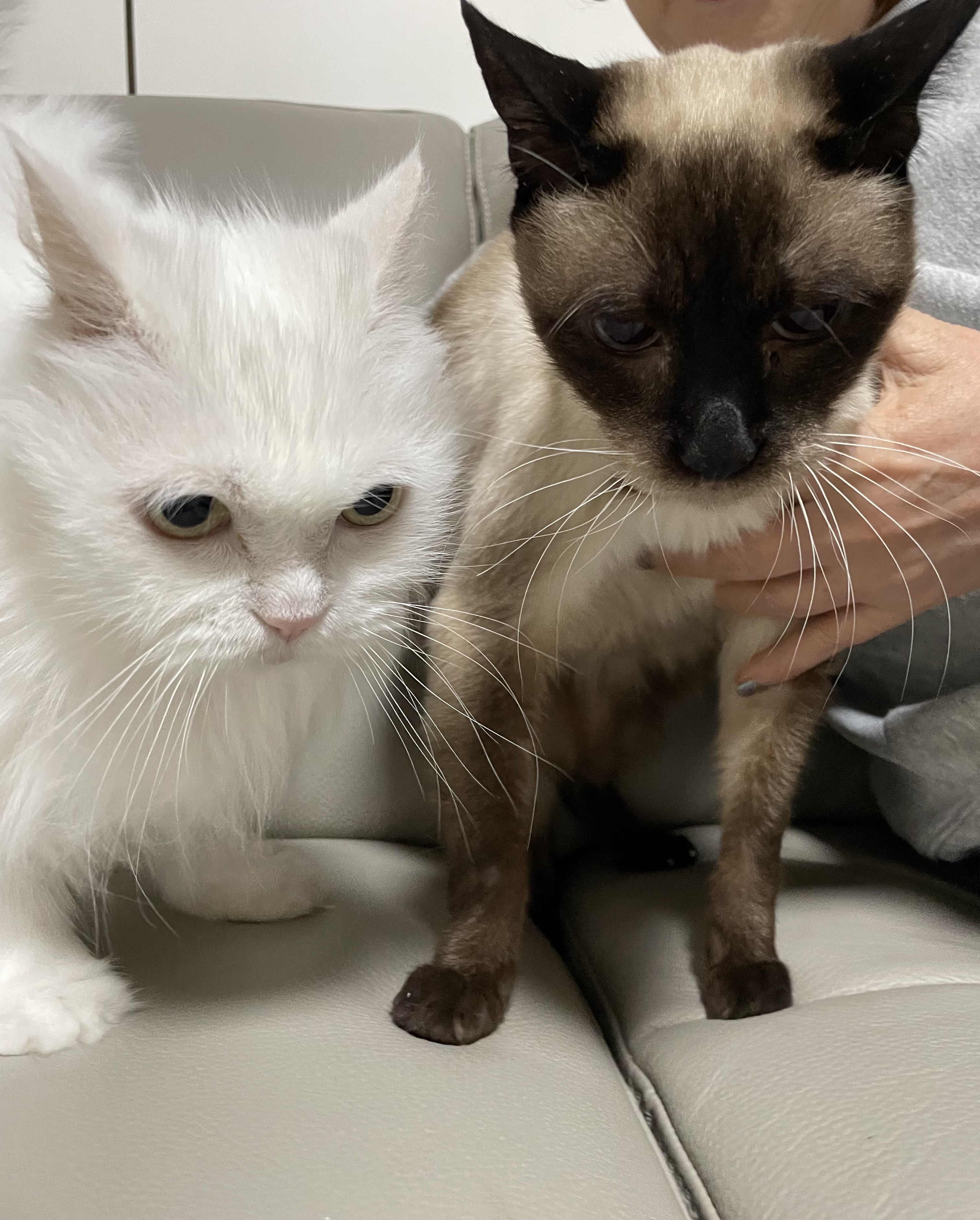 모델이 입양 일주일 - with 포도