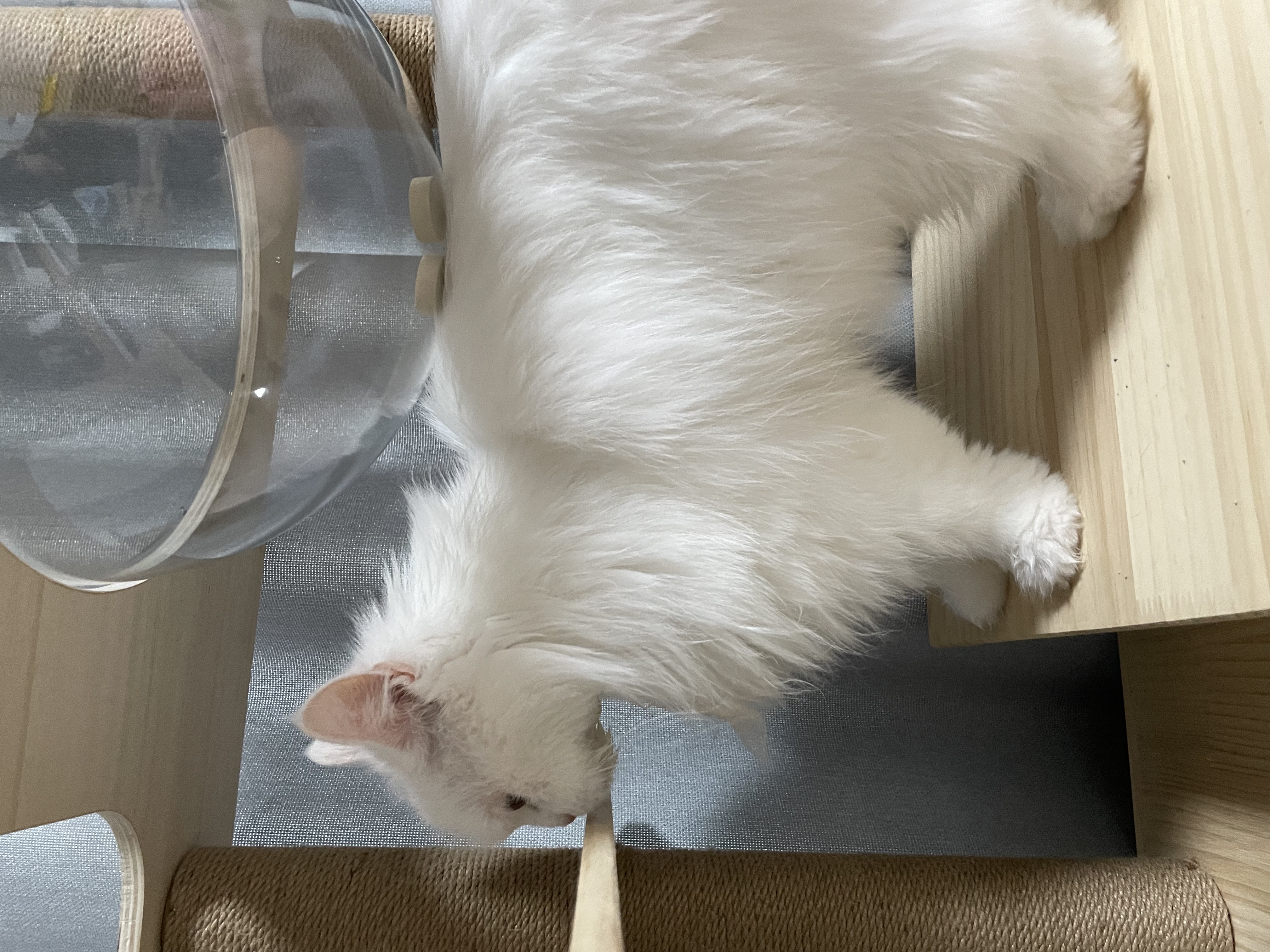 모델이 입양 일주일 - with 포도