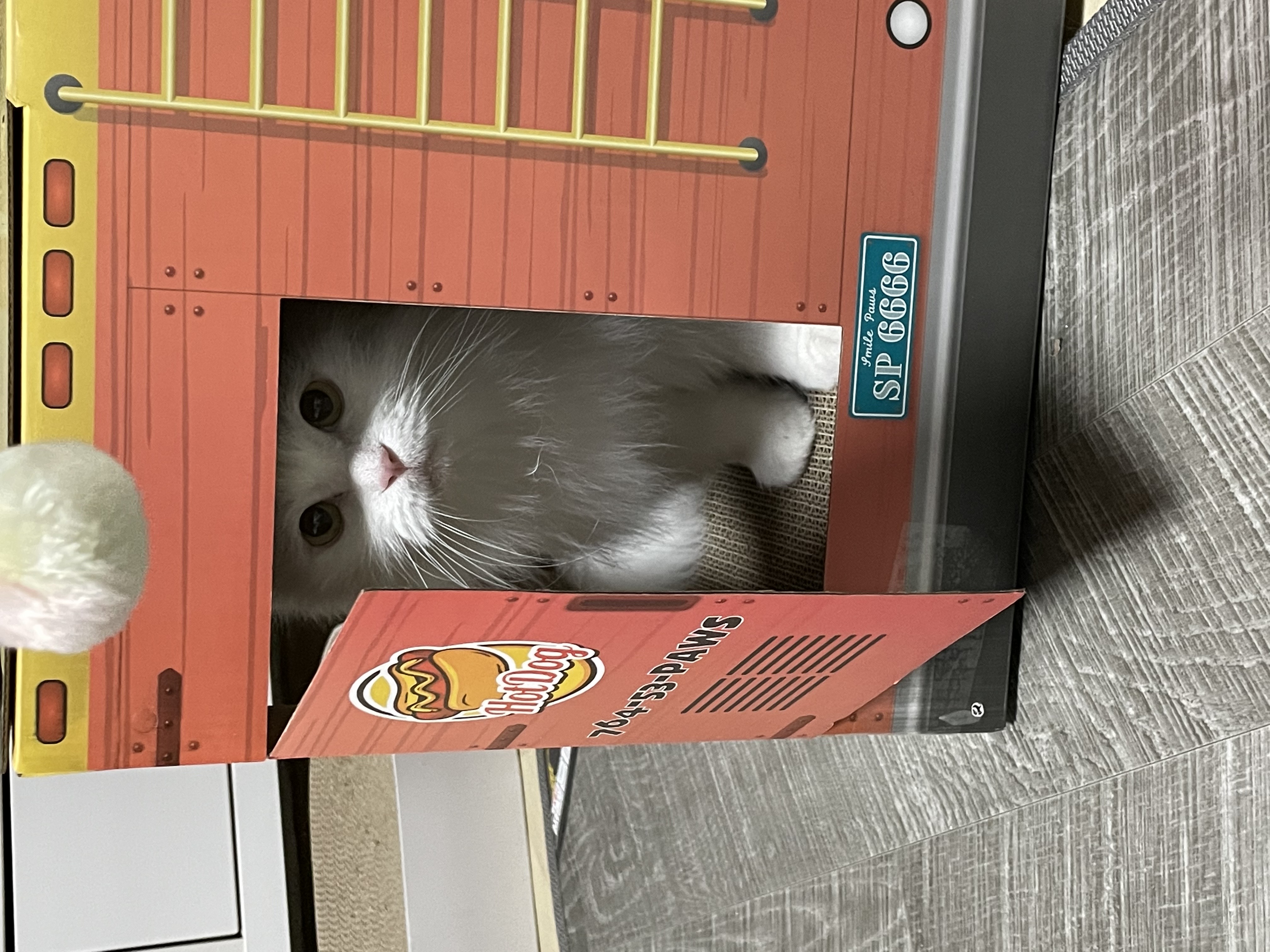 모델이 입양 일주일 - with 포도