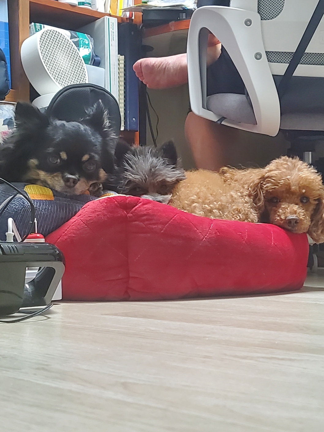 소피의 한달 임보 상황을 전해드립니다.