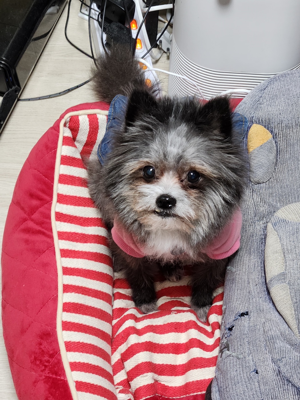 소피의 한달 임보 상황을 전해드립니다.