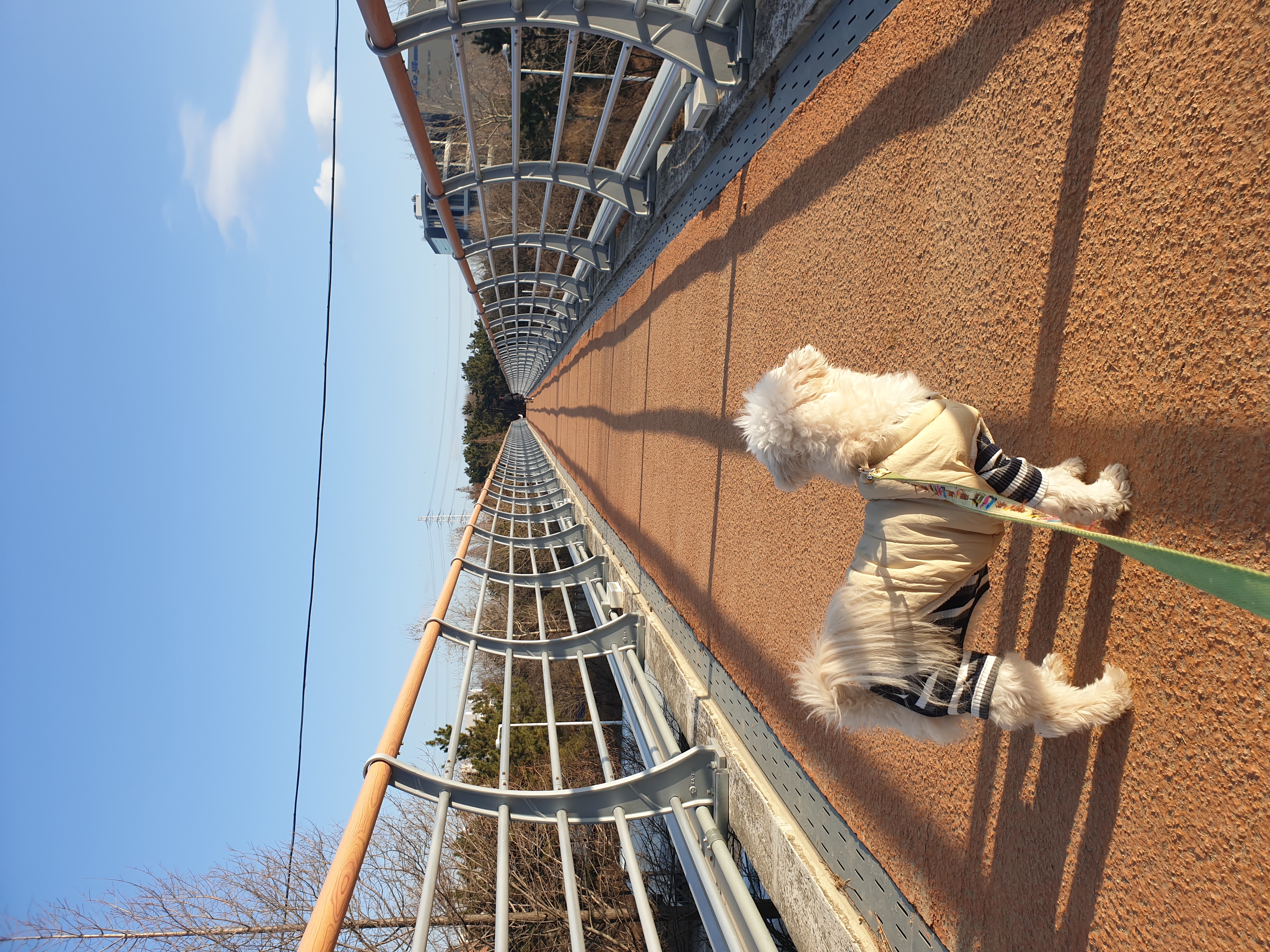 봉봉이 맞이한지 2년이 되었네요