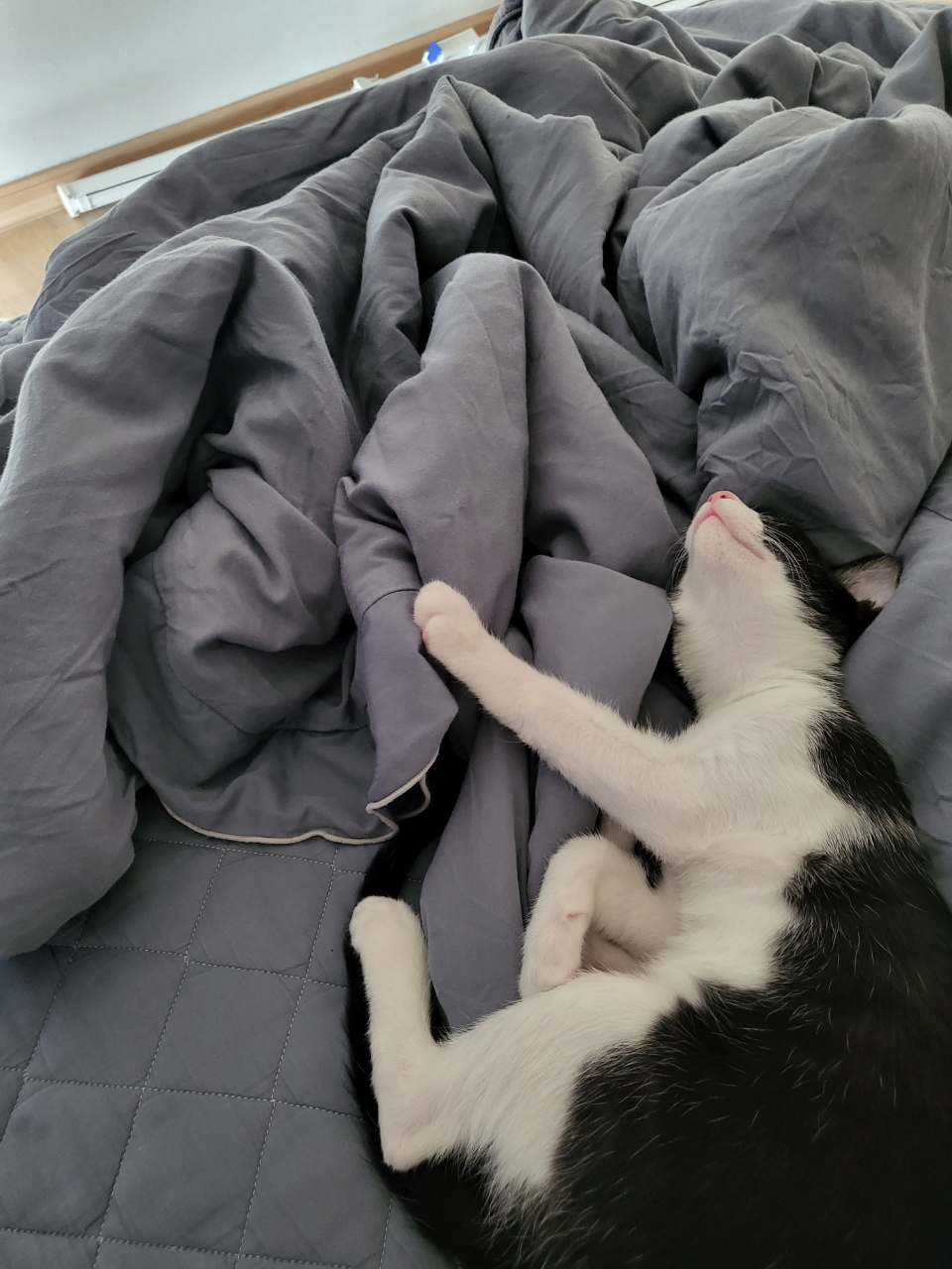 코코(민국) 소식입니다~