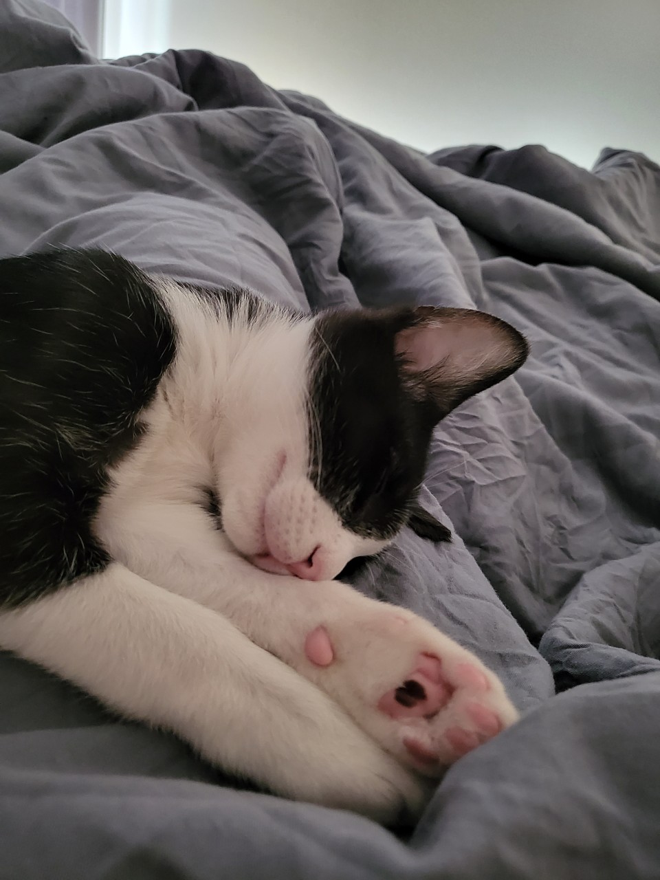 코코(민국) 소식입니다~