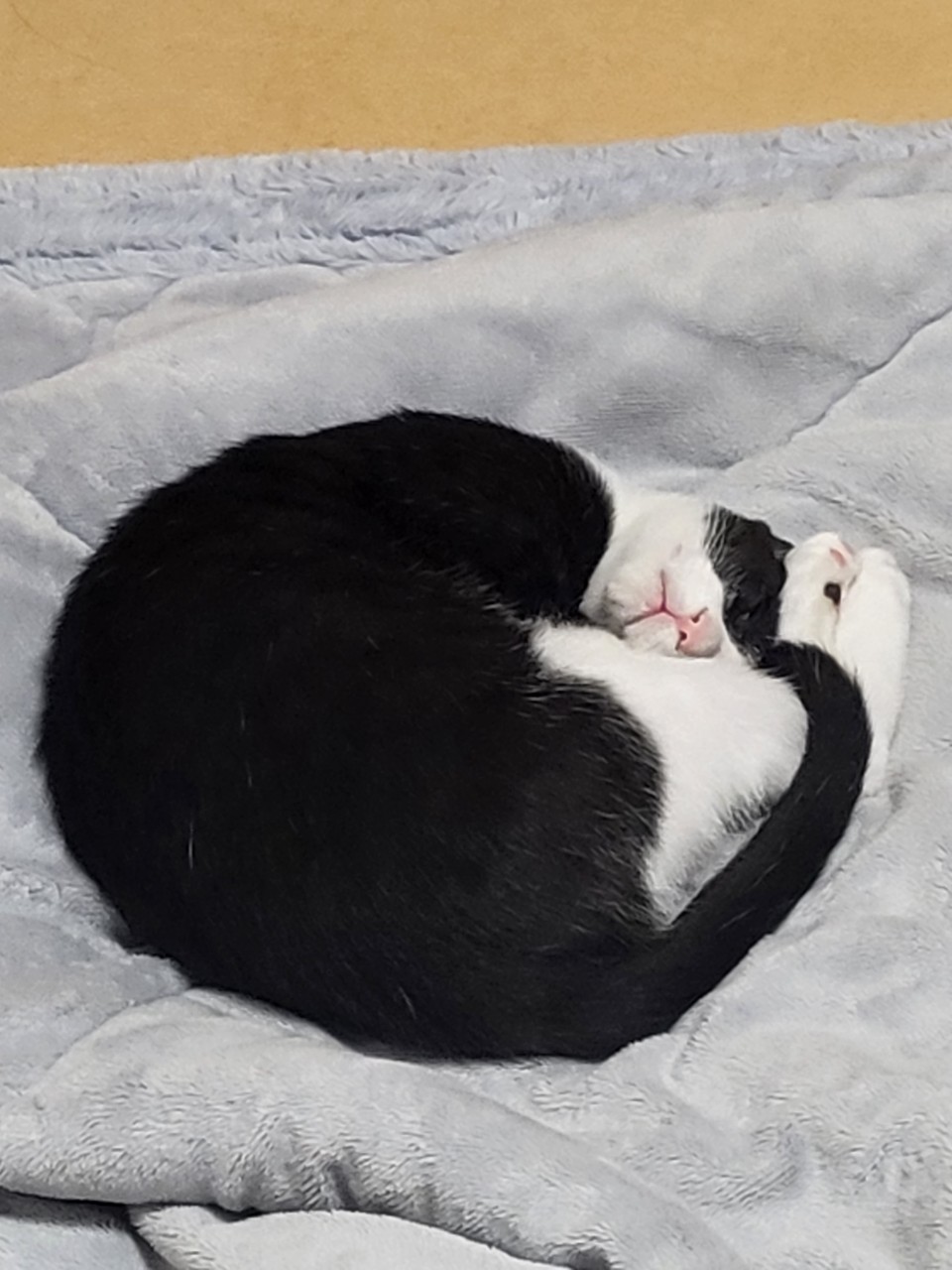 코코(민국) 소식입니다~