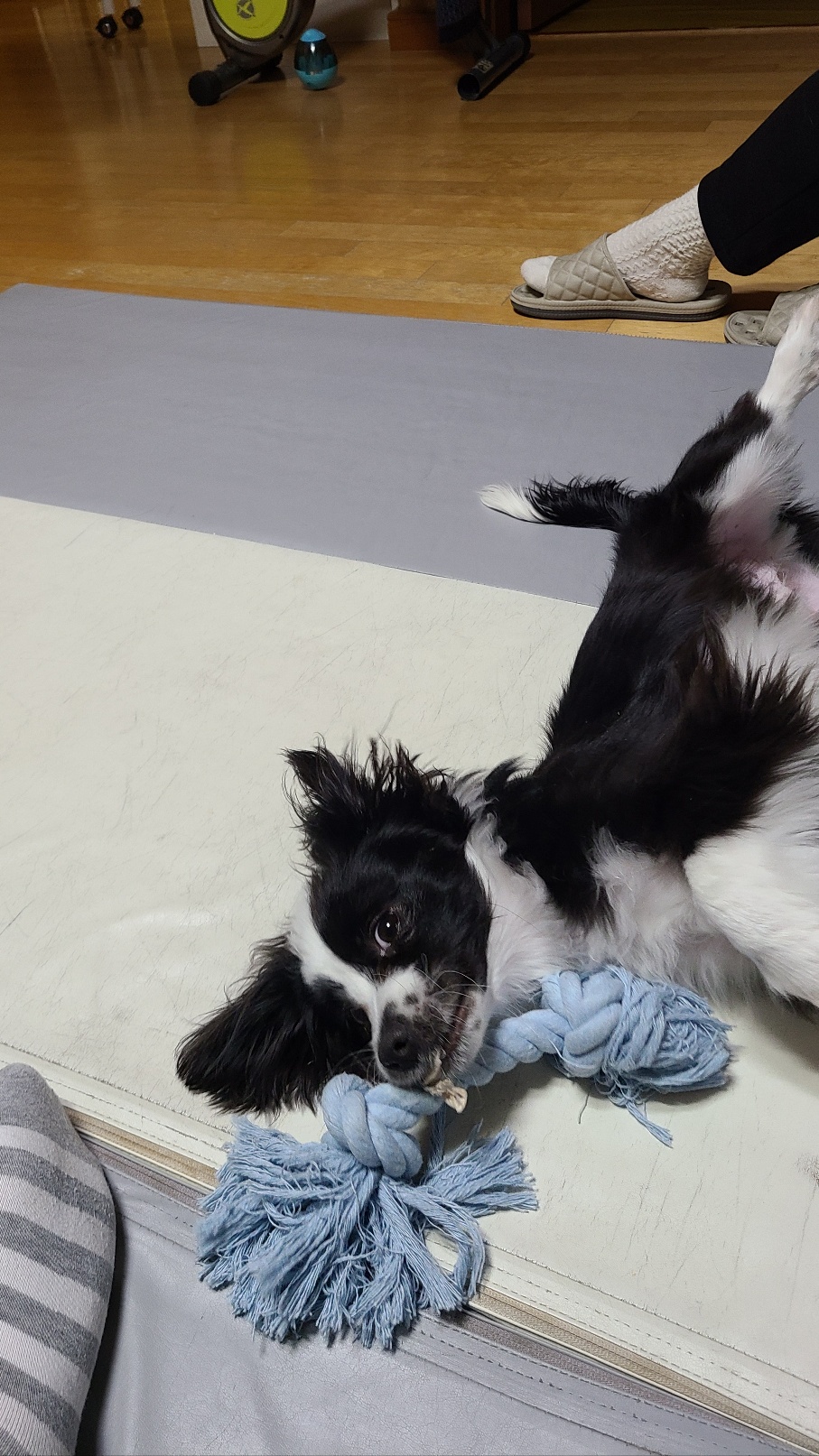 레오(포네) 소식입니다. (after 7 days) 