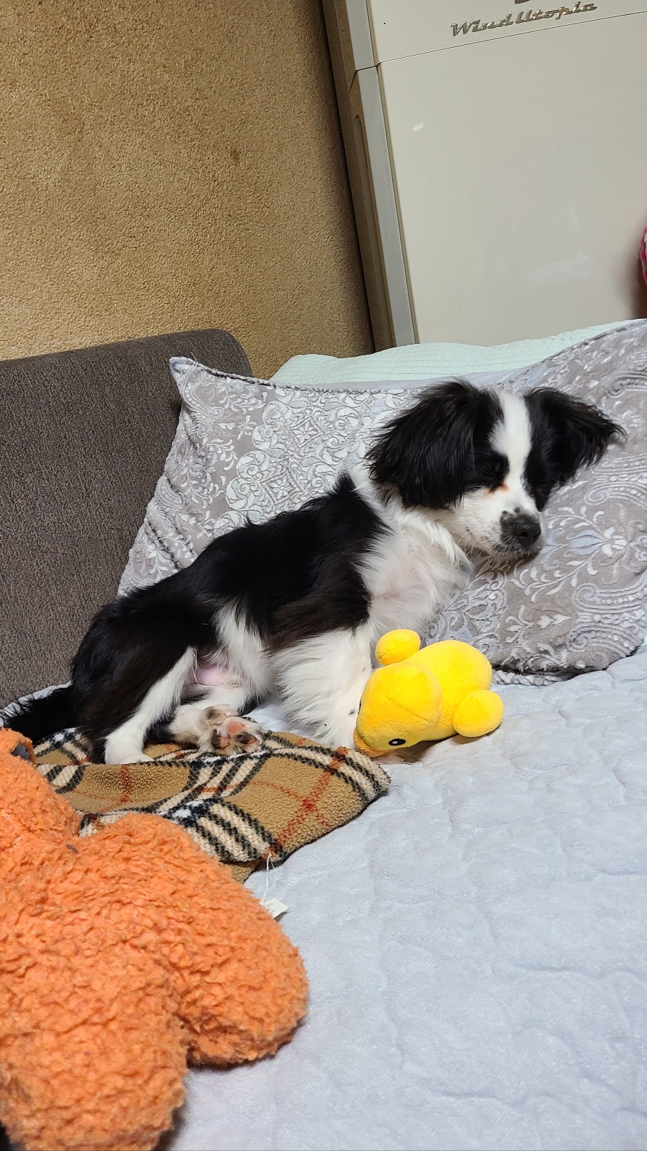 레오(포네) 소식입니다. (after 7 days) 