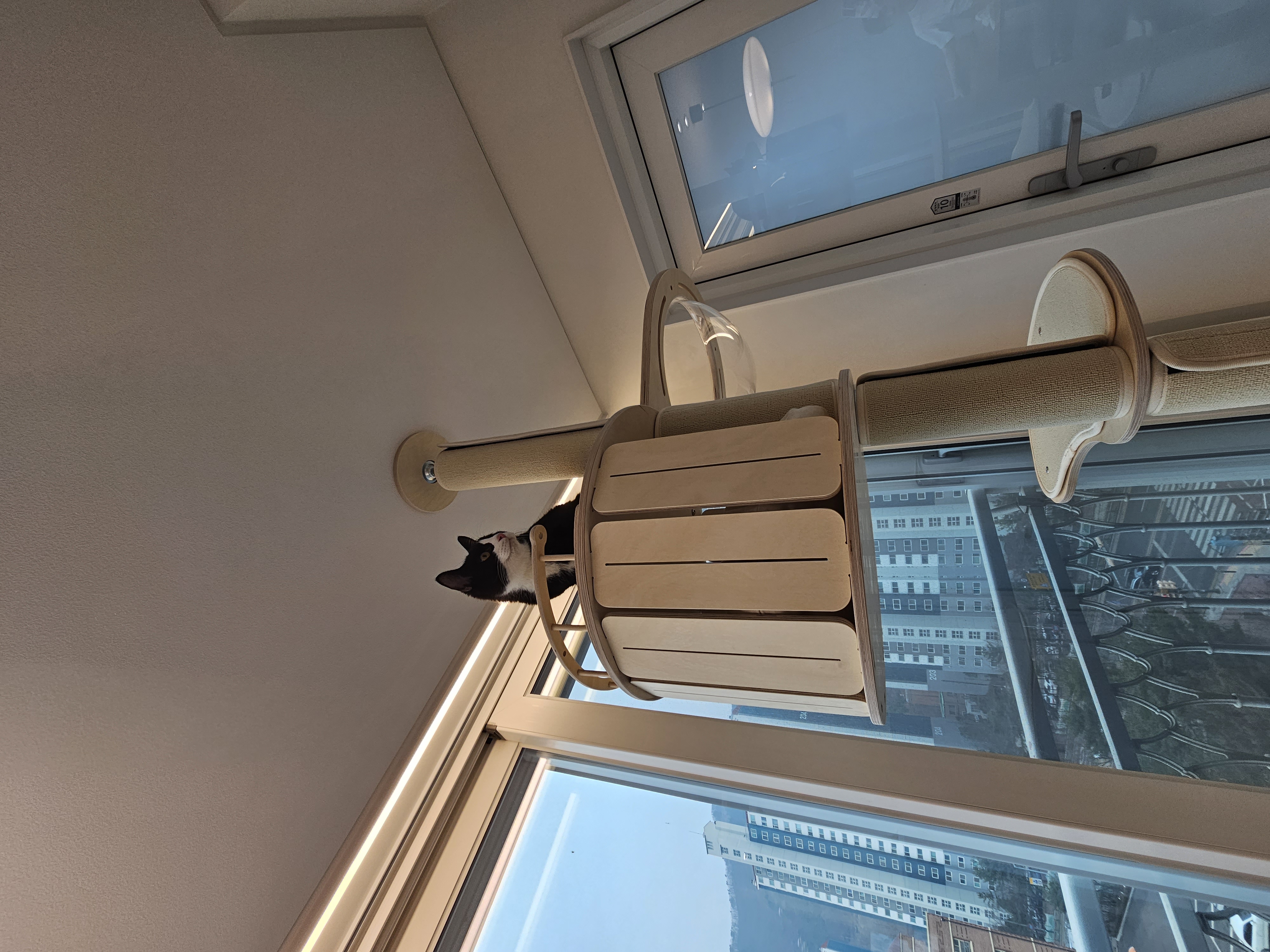 허밍이 입양 일주일차