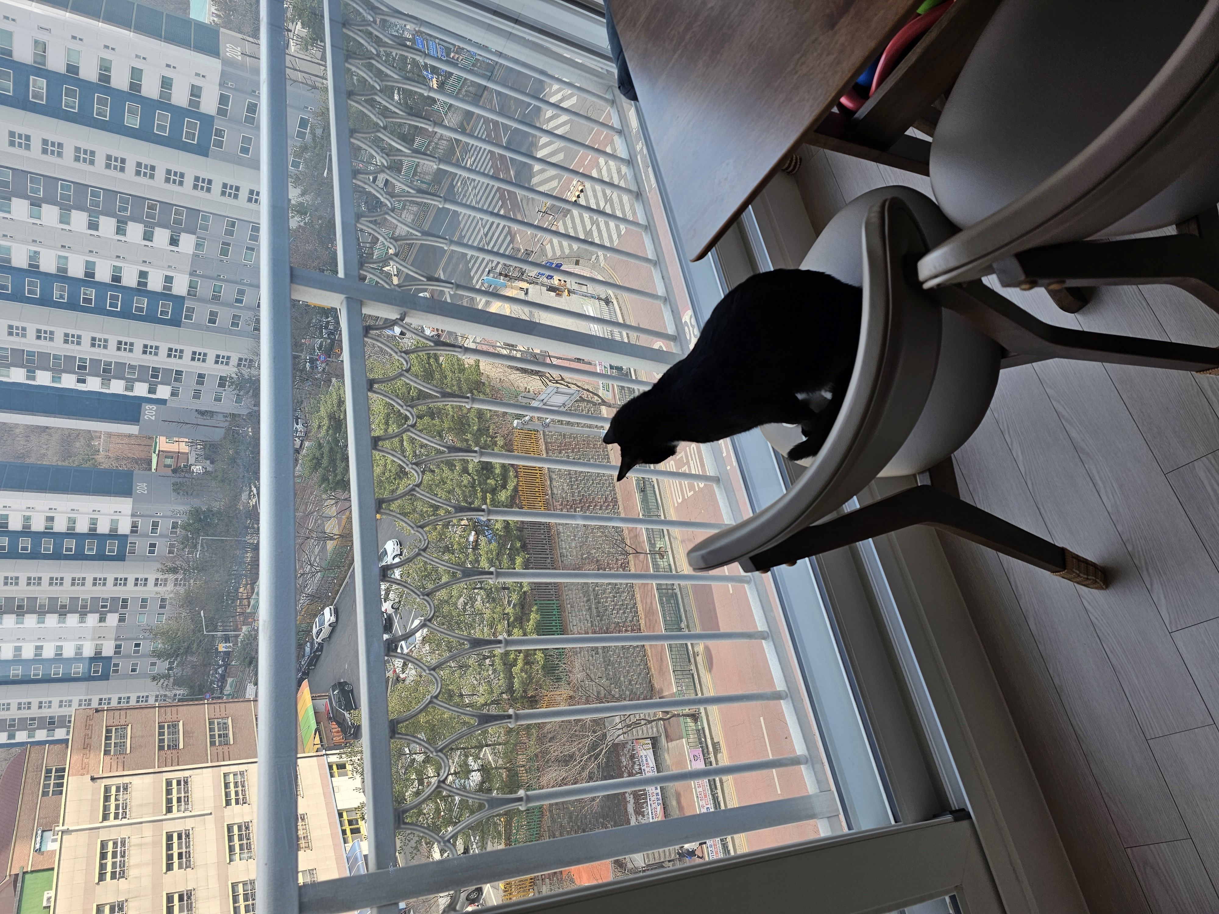 허밍이 입양 일주일차