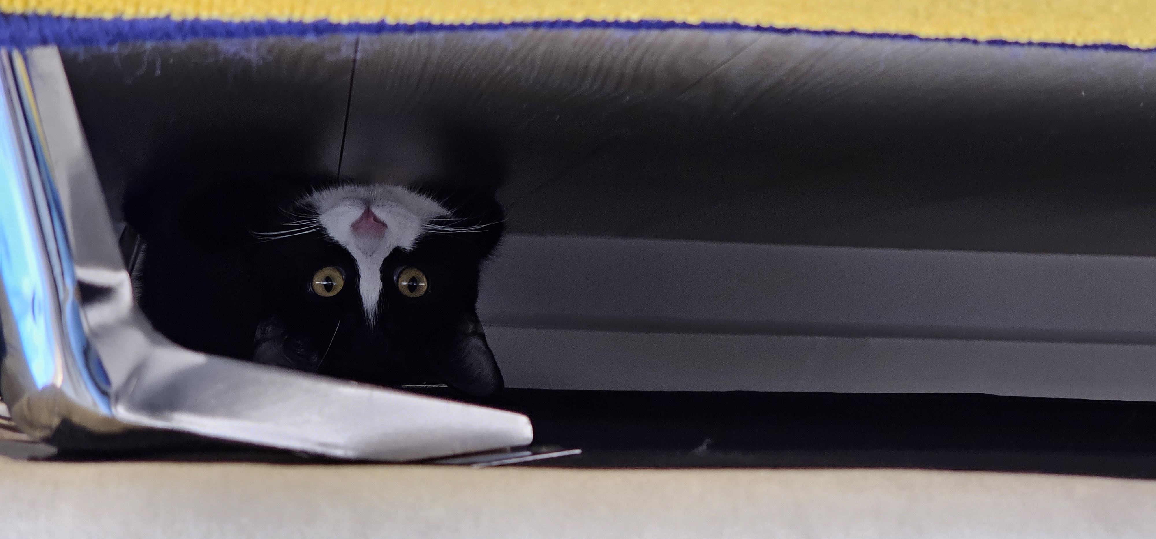 허밍이 입양 일주일차