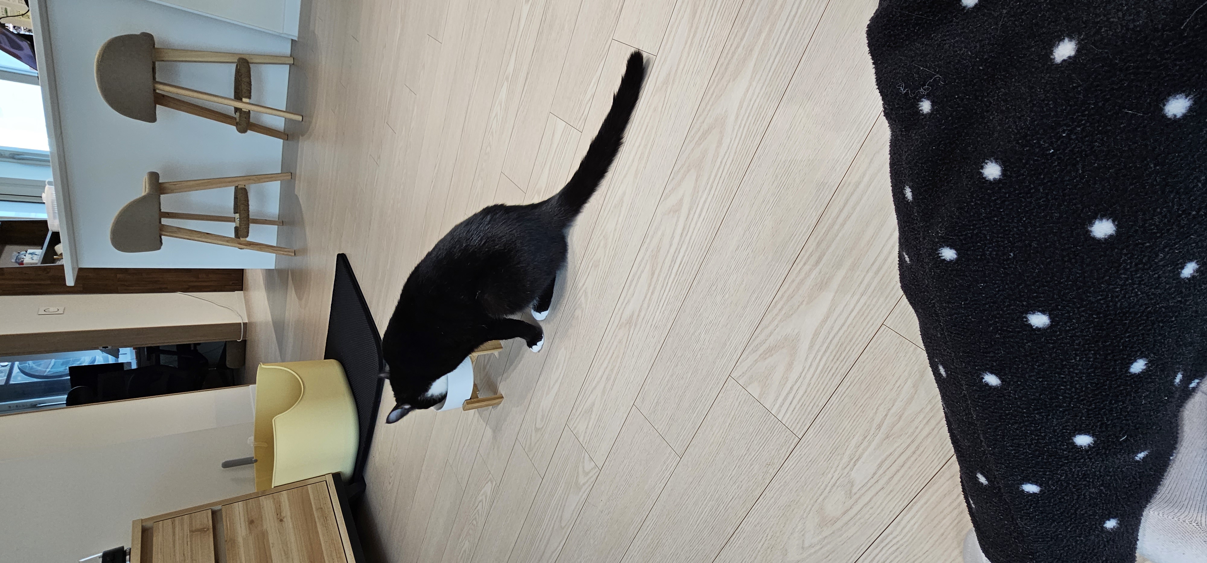 허밍이 입양 일주일차