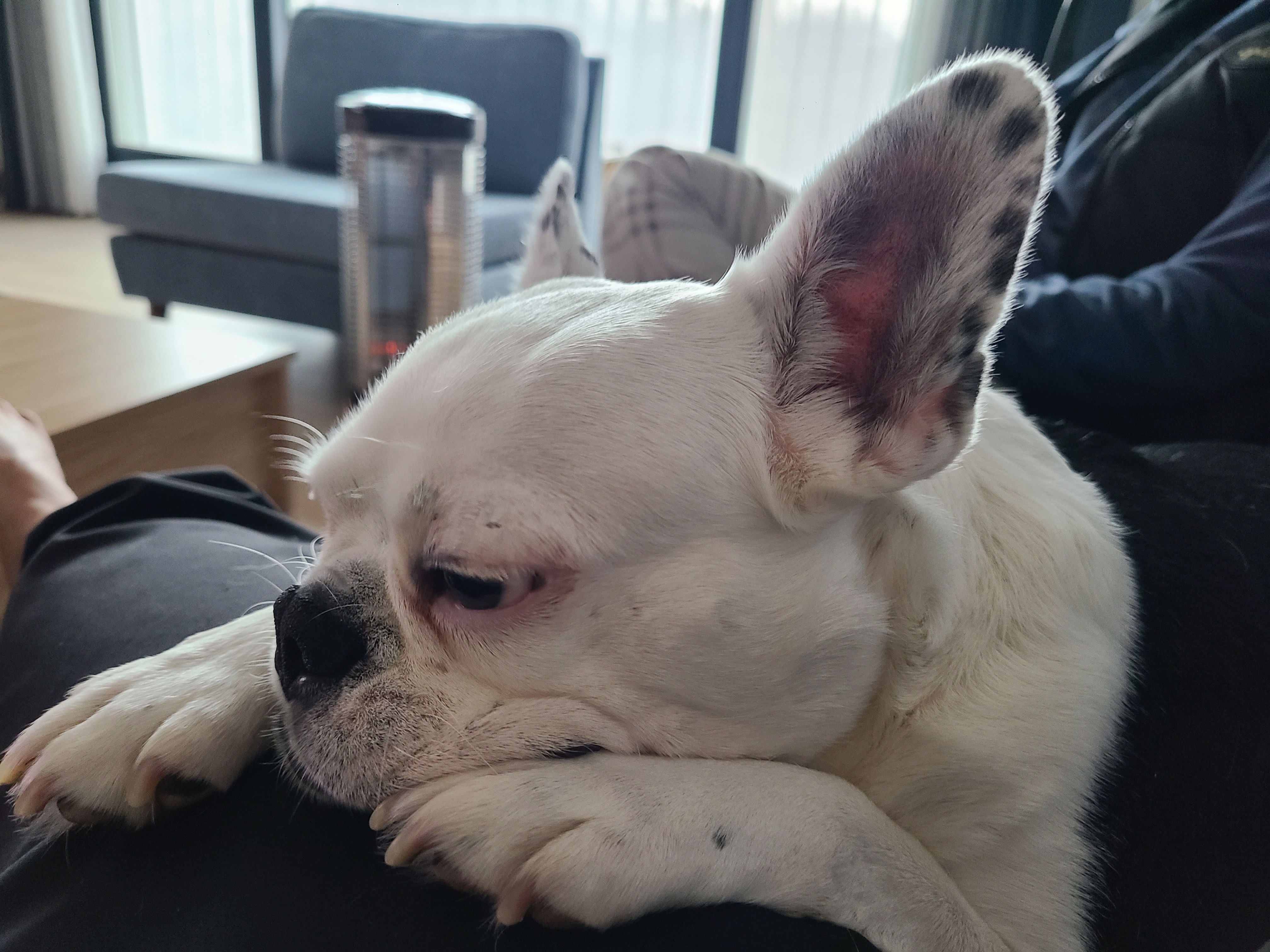 애둥이 가족된지1년 기념^^