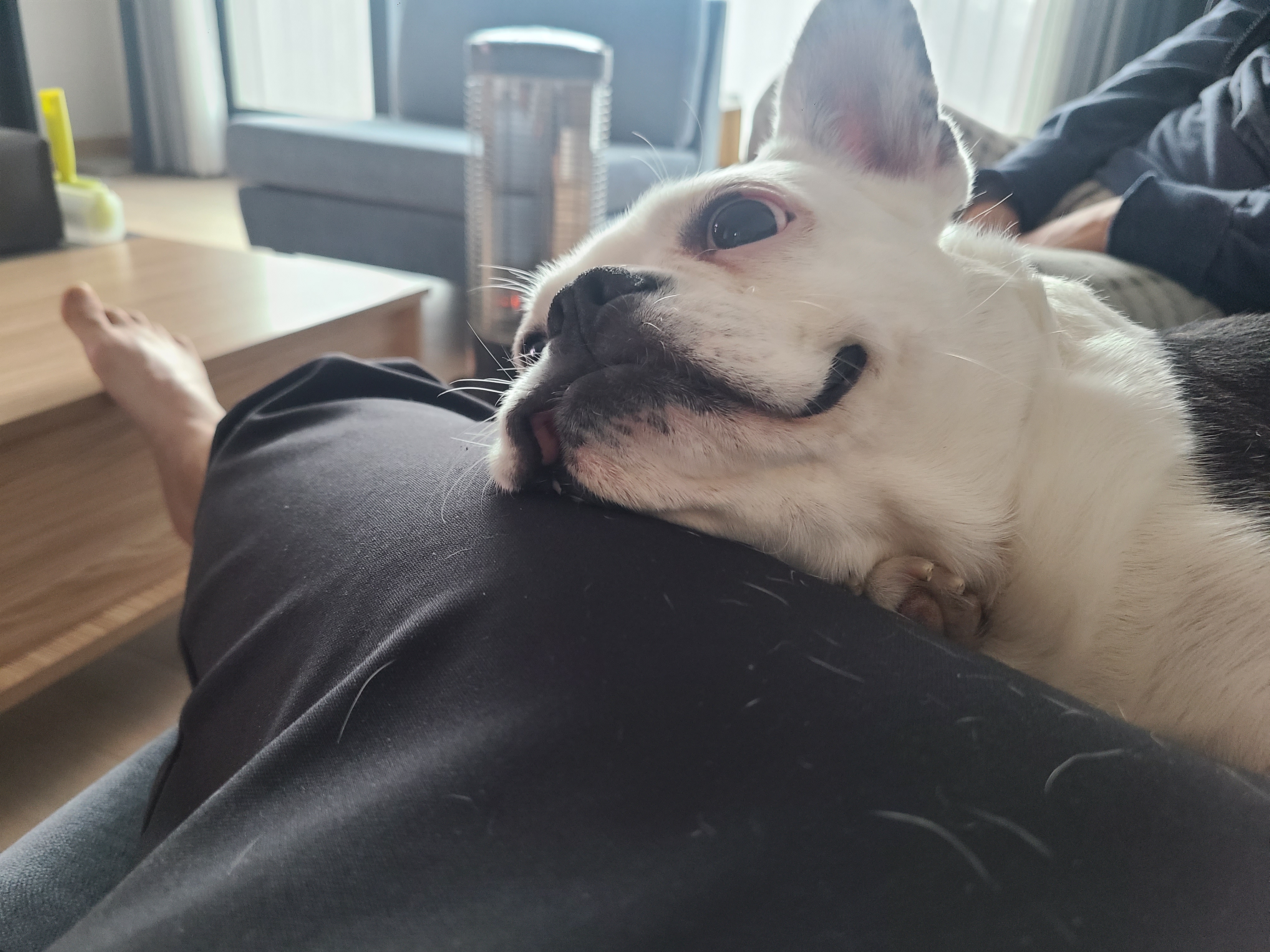 애둥이 가족된지1년 기념^^