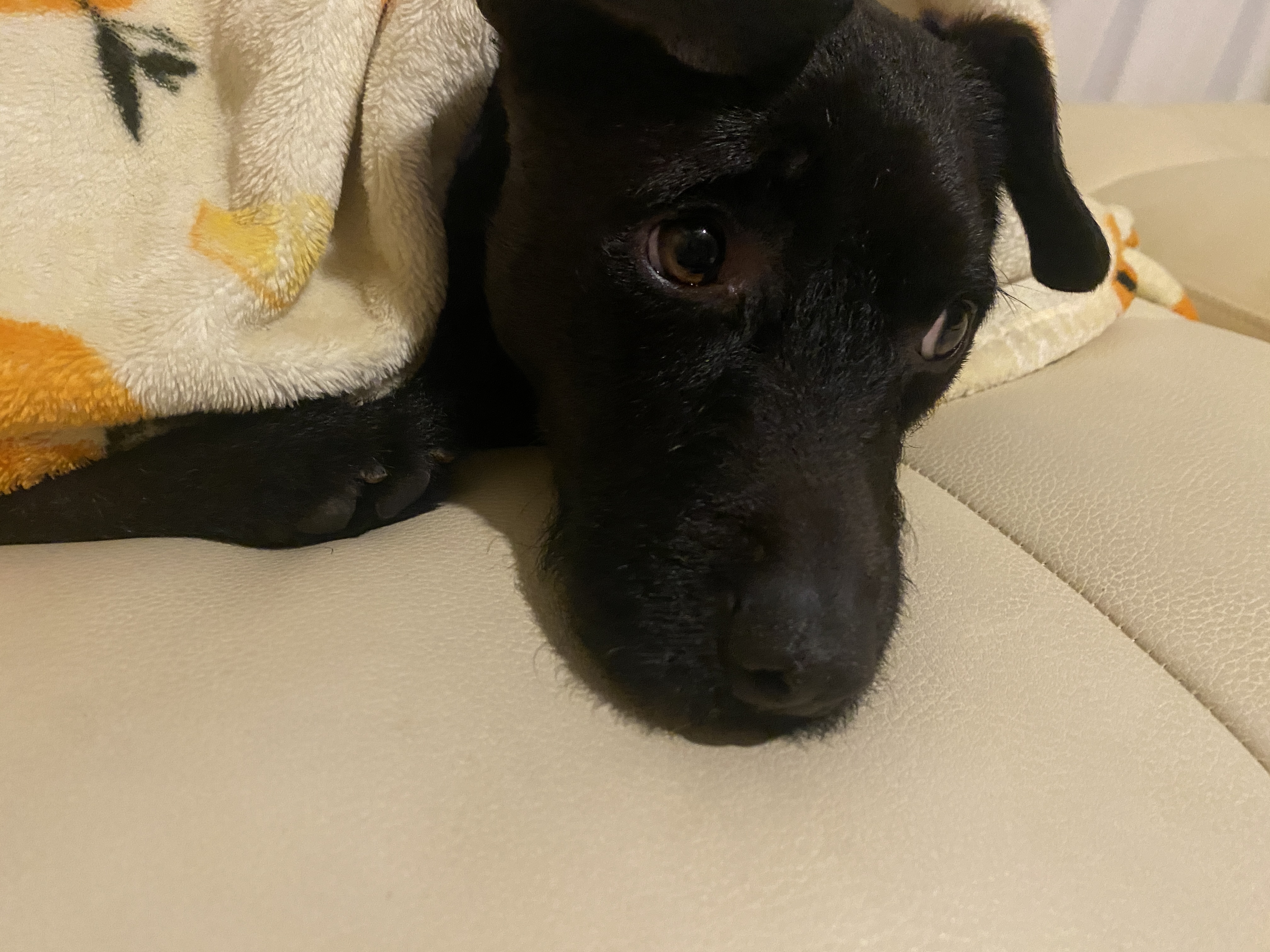 3개월동안 함께한 이제는 완전히 제로가된 깜시입니다. 