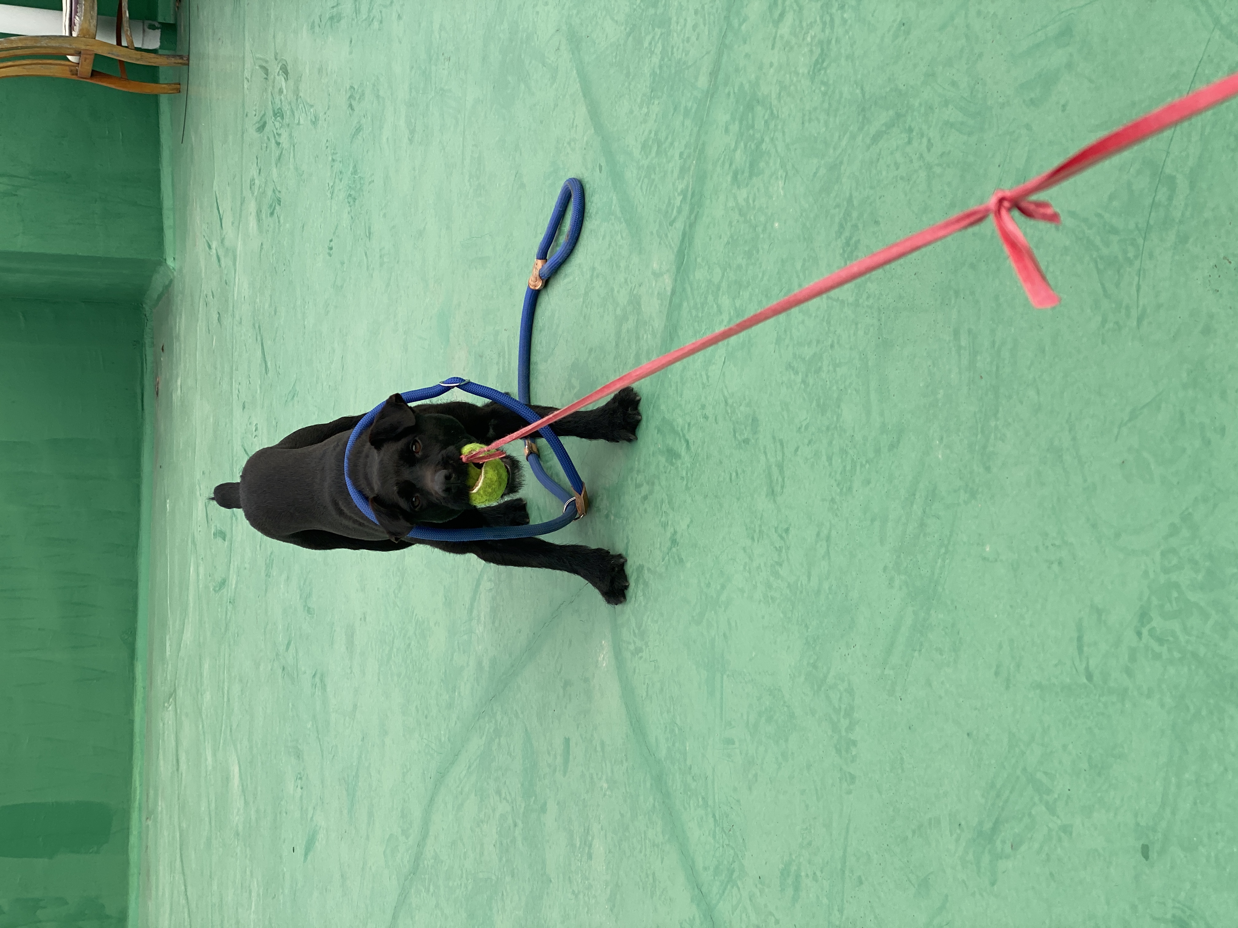 3개월동안 함께한 이제는 완전히 제로가된 깜시입니다. 