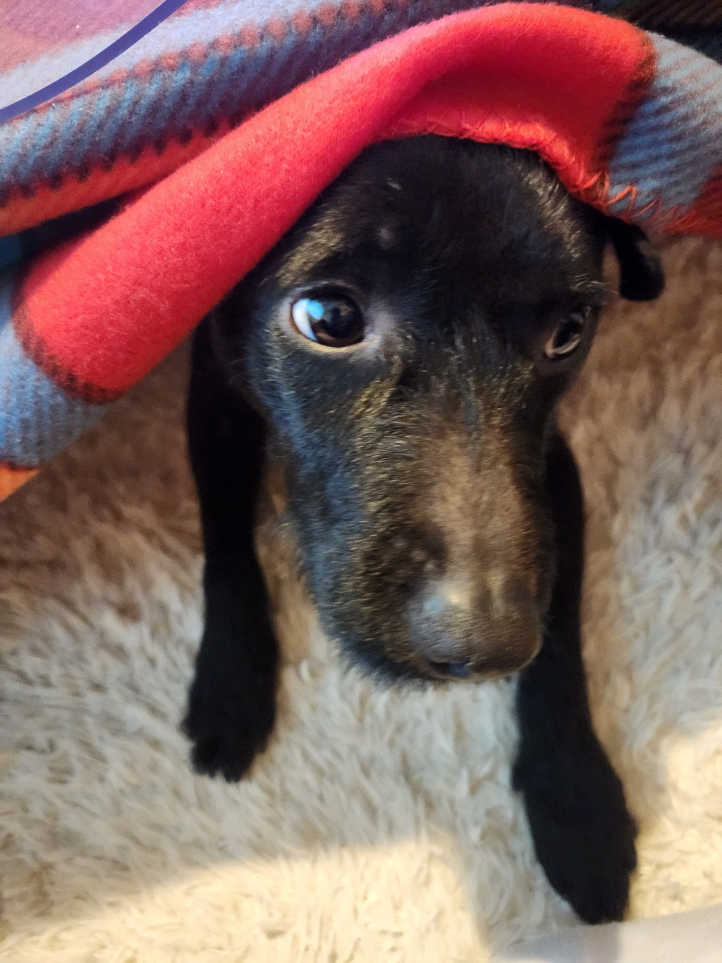 3개월동안 함께한 이제는 완전히 제로가된 깜시입니다. 