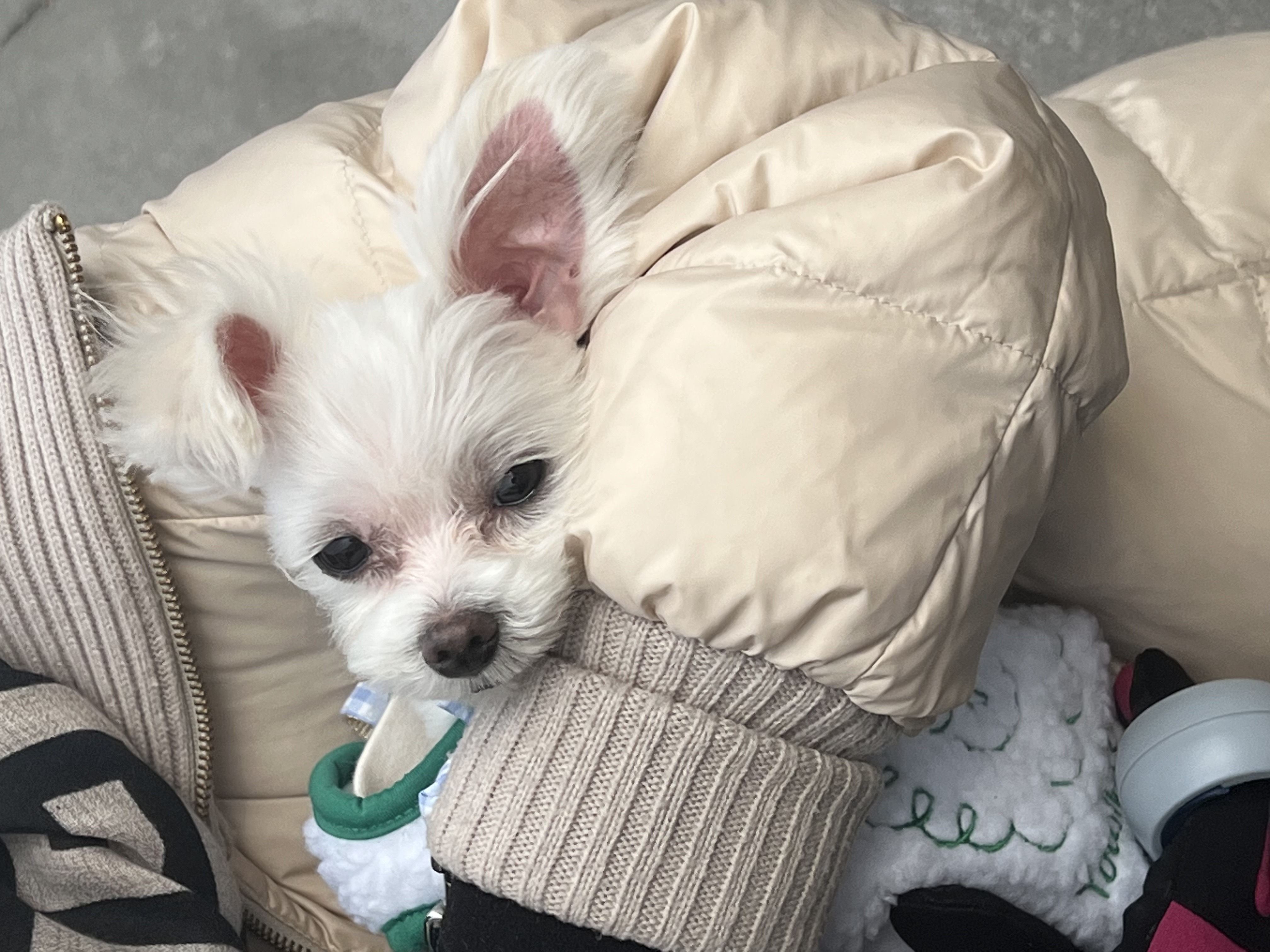 삼원이(다비)는 잘 적응했어요!