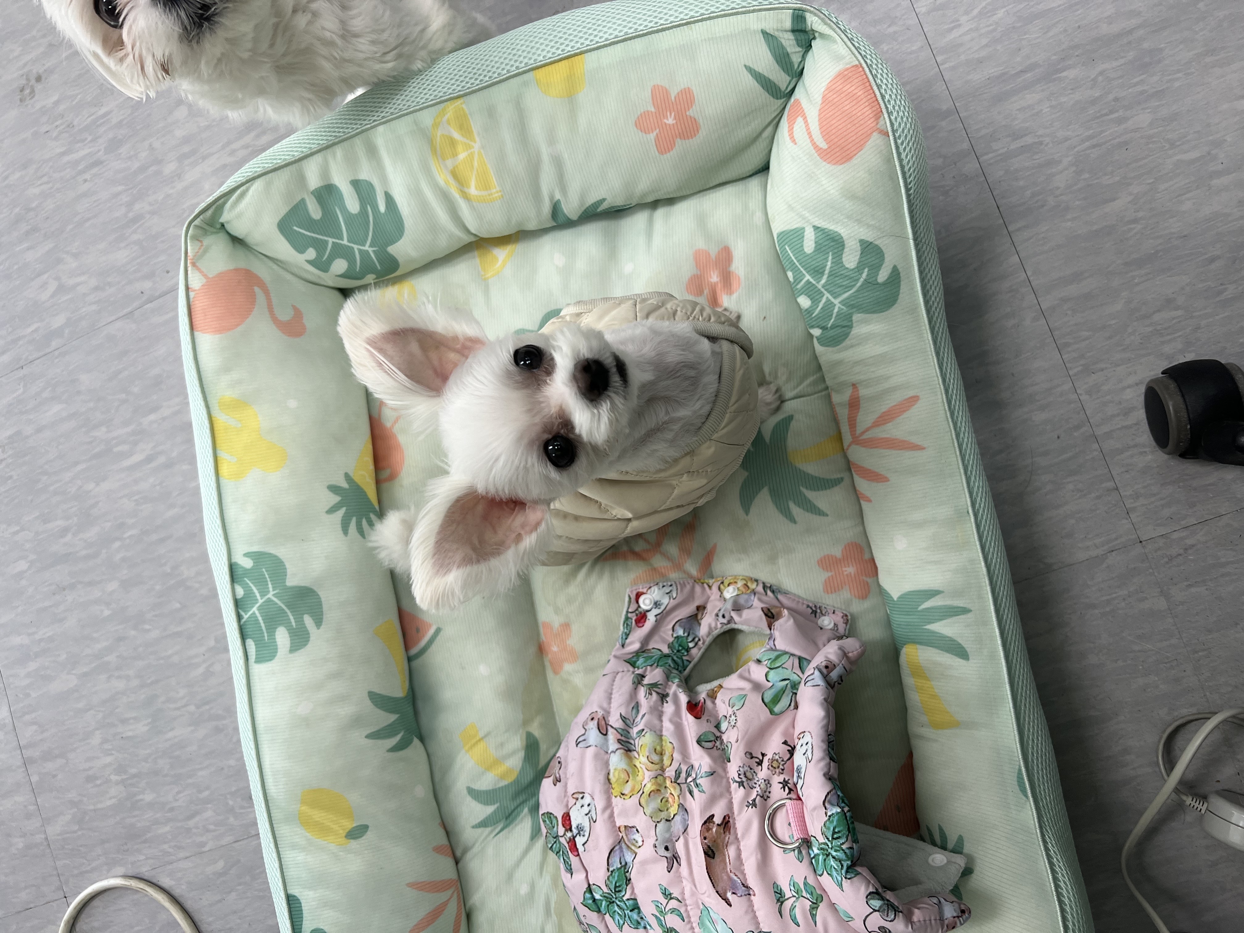 삼원이(다비)는 잘 적응했어요!