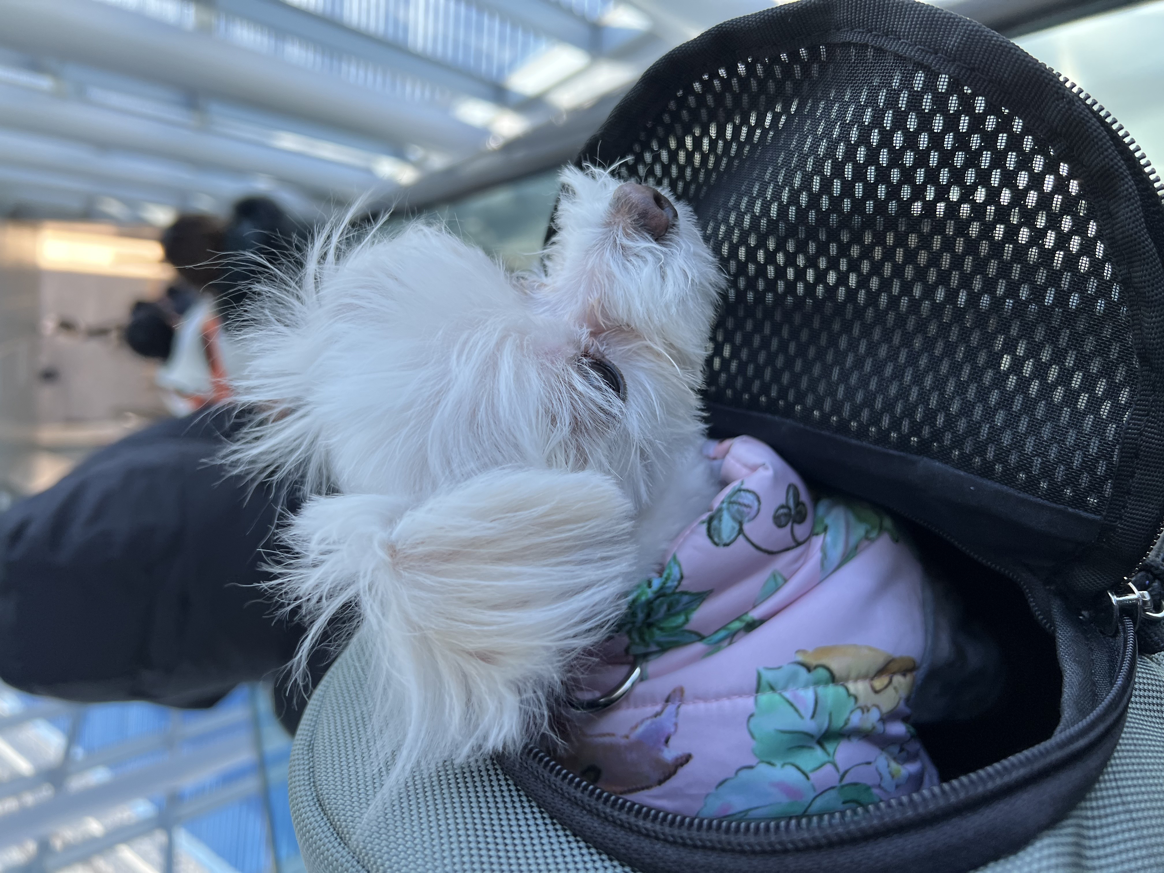 삼원이(다비)는 잘 적응했어요!