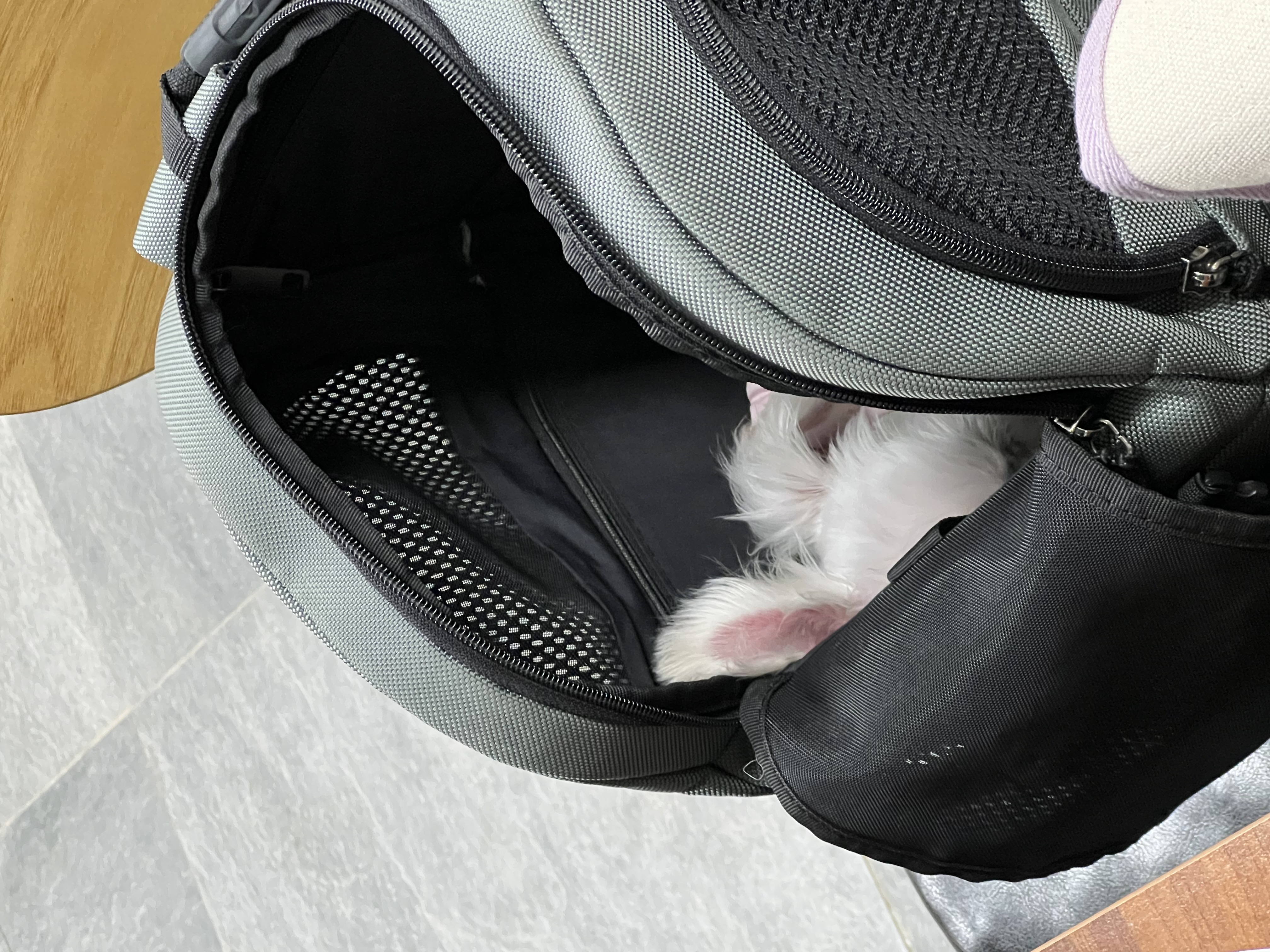 삼원이(다비)는 잘 적응했어요!