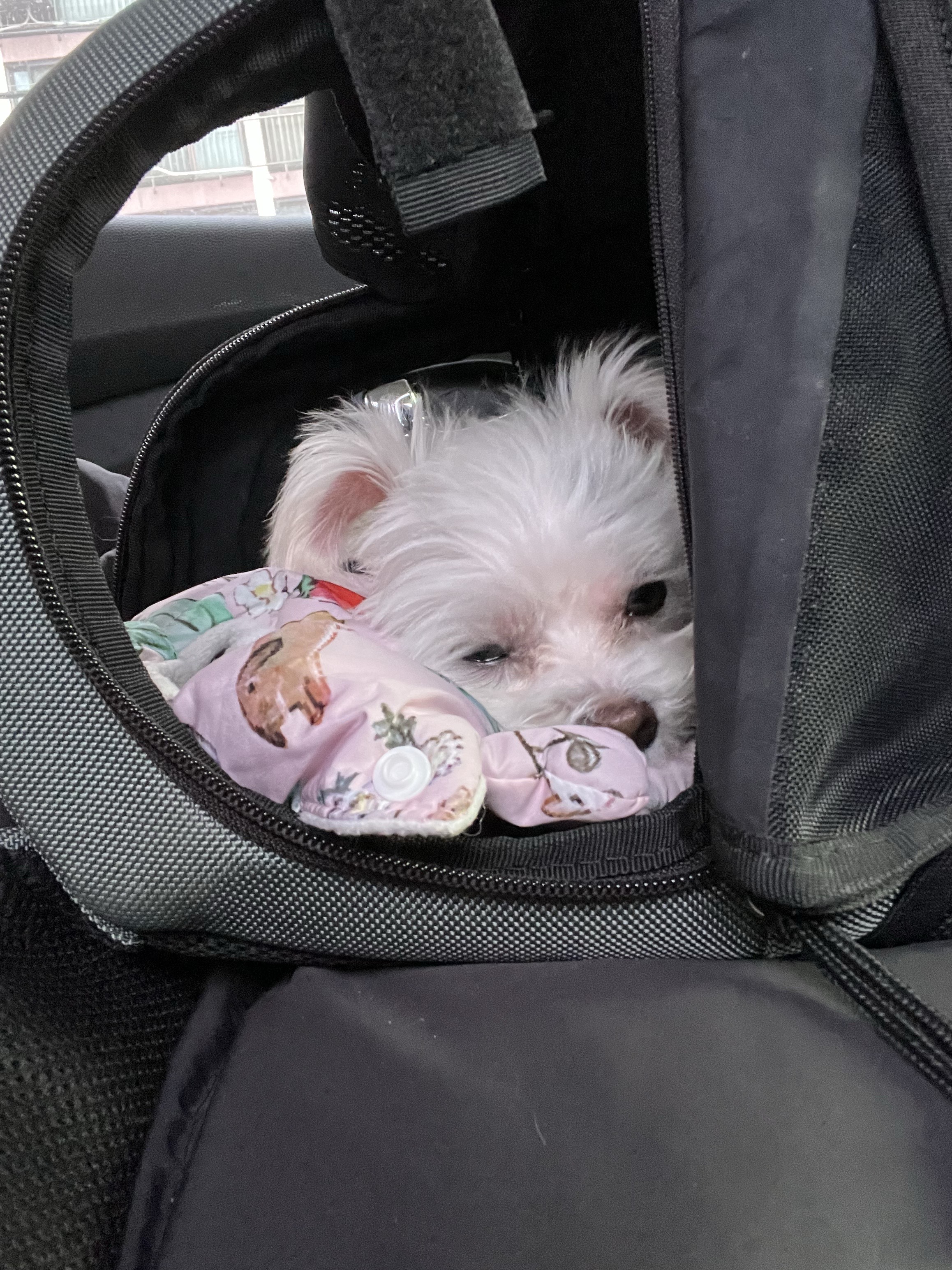 삼원이(다비)는 잘 적응했어요!