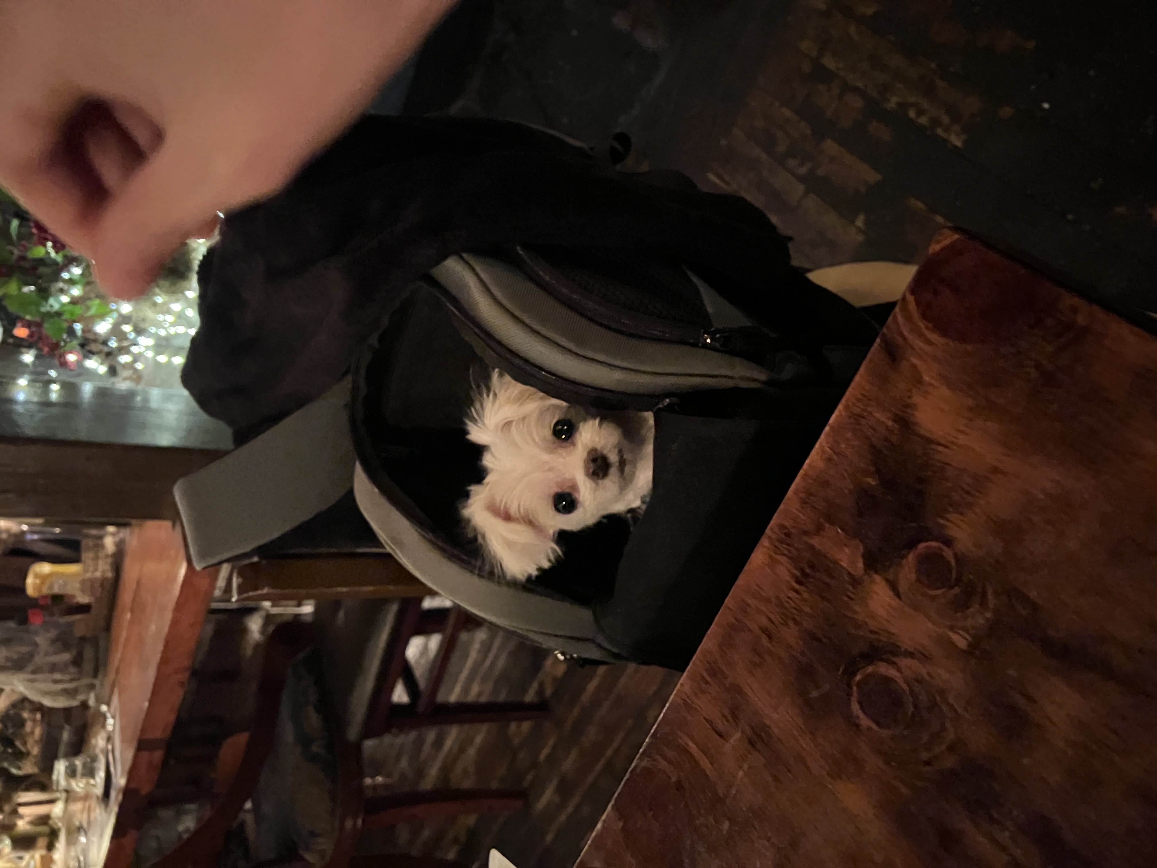 삼원이(다비)는 잘 적응했어요!