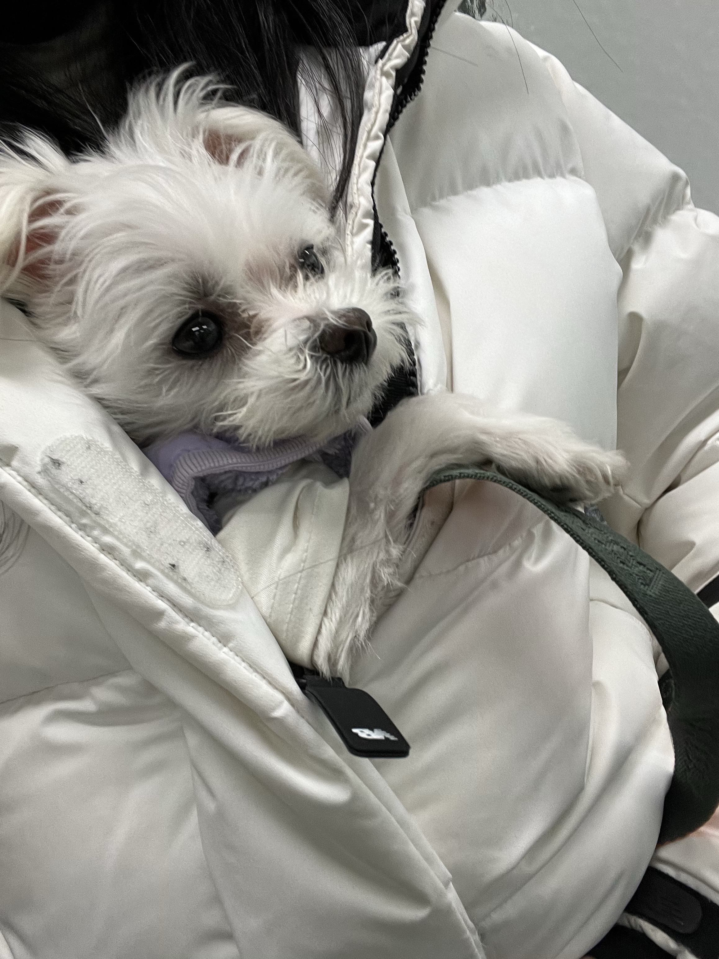 삼원이(다비)는 잘 적응했어요!