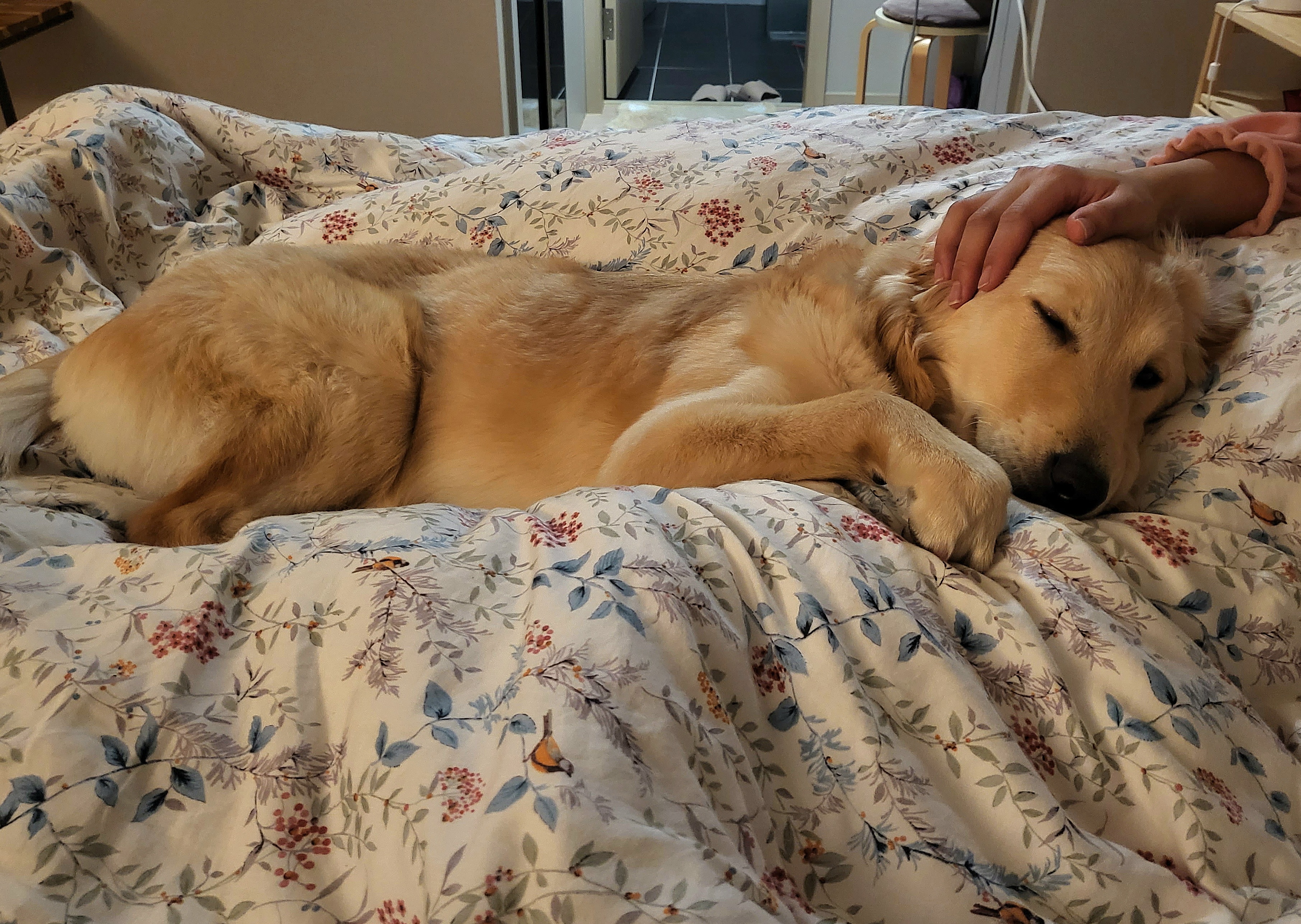 당근이 (삼온이) 입양후기 3개월