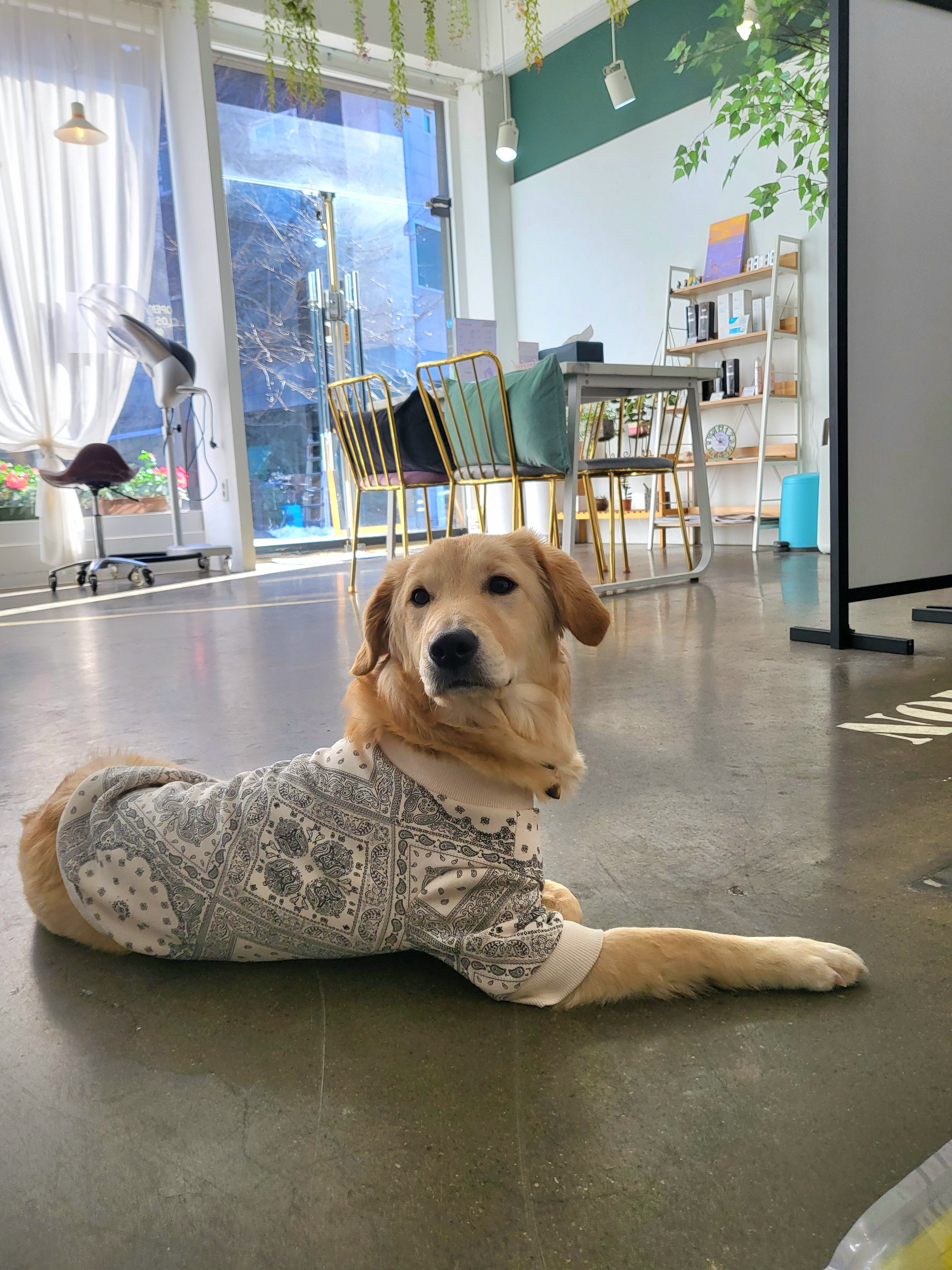 당근이 (삼온이) 입양후기 3개월