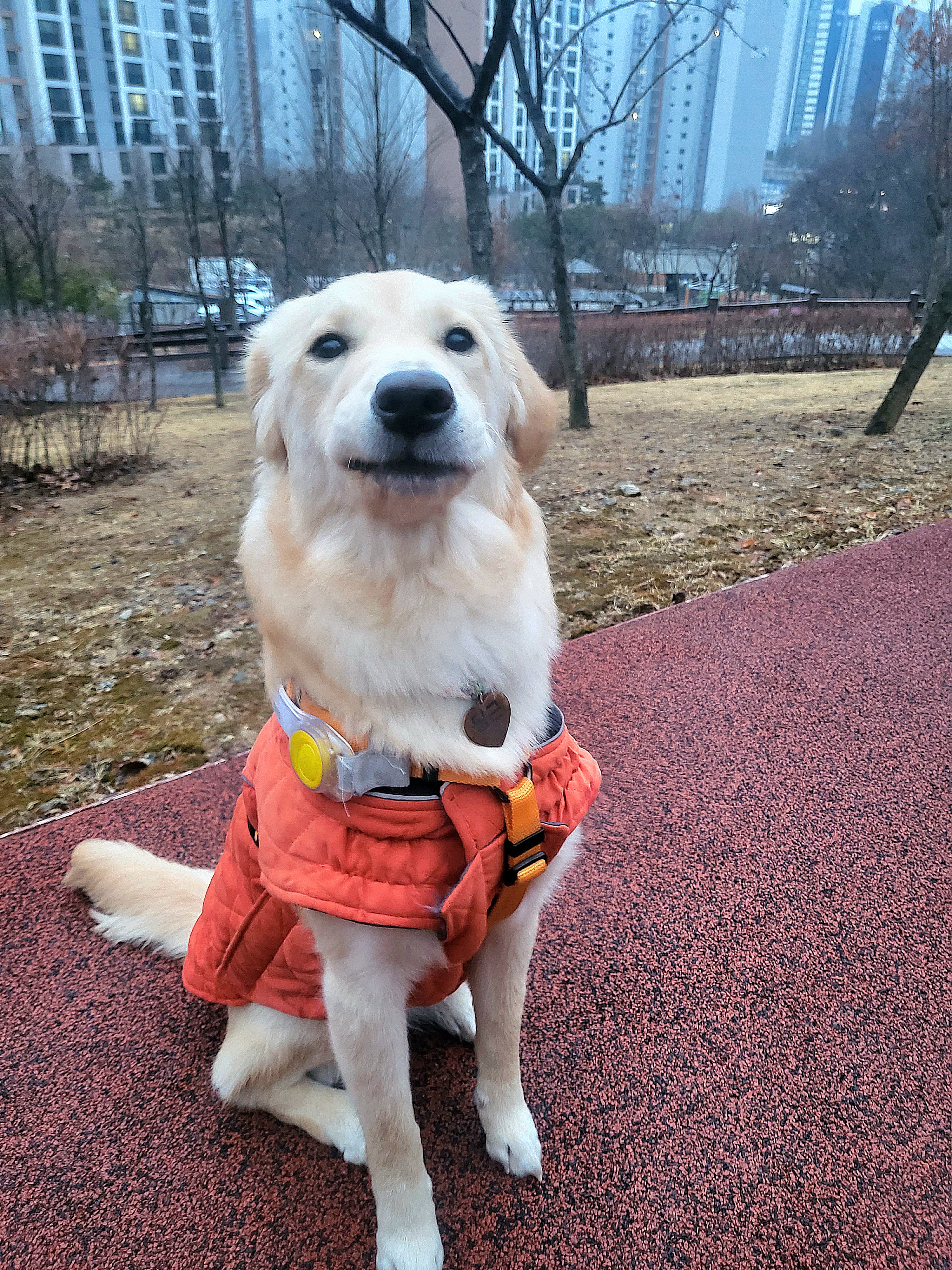 당근이 (삼온이) 입양후기 3개월