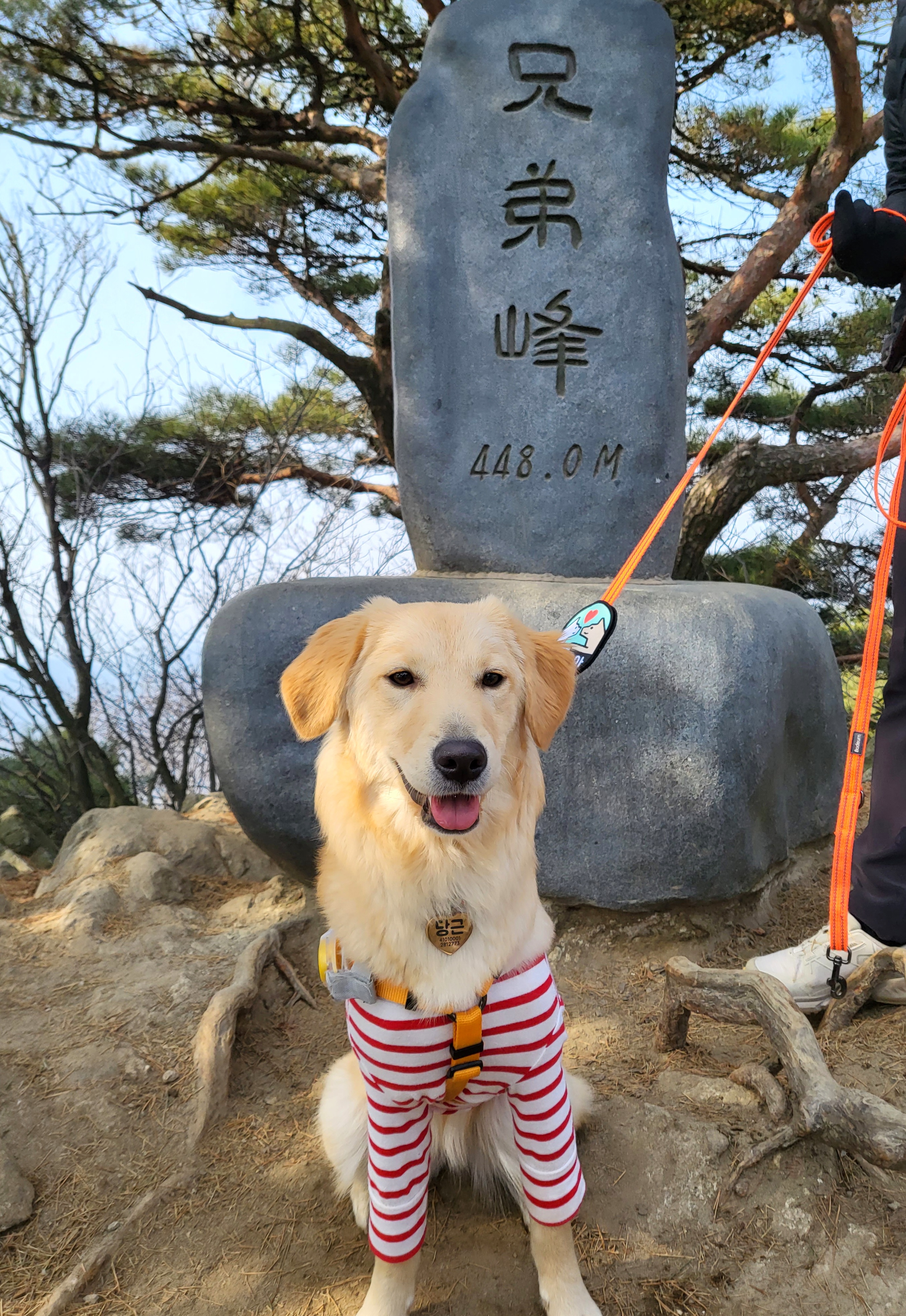 당근이 (삼온이) 입양후기 3개월