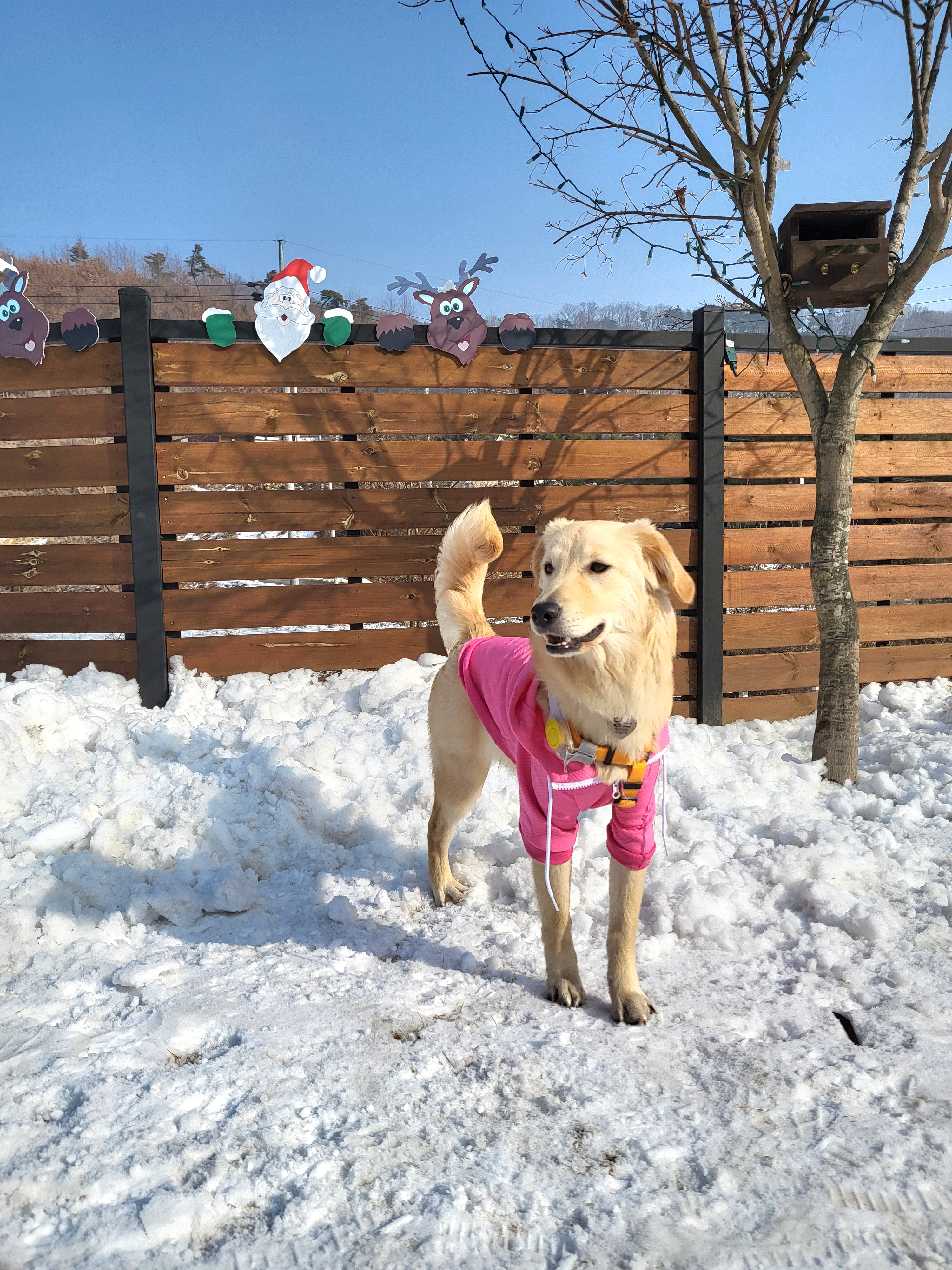 당근이 (삼온이) 입양후기 3개월