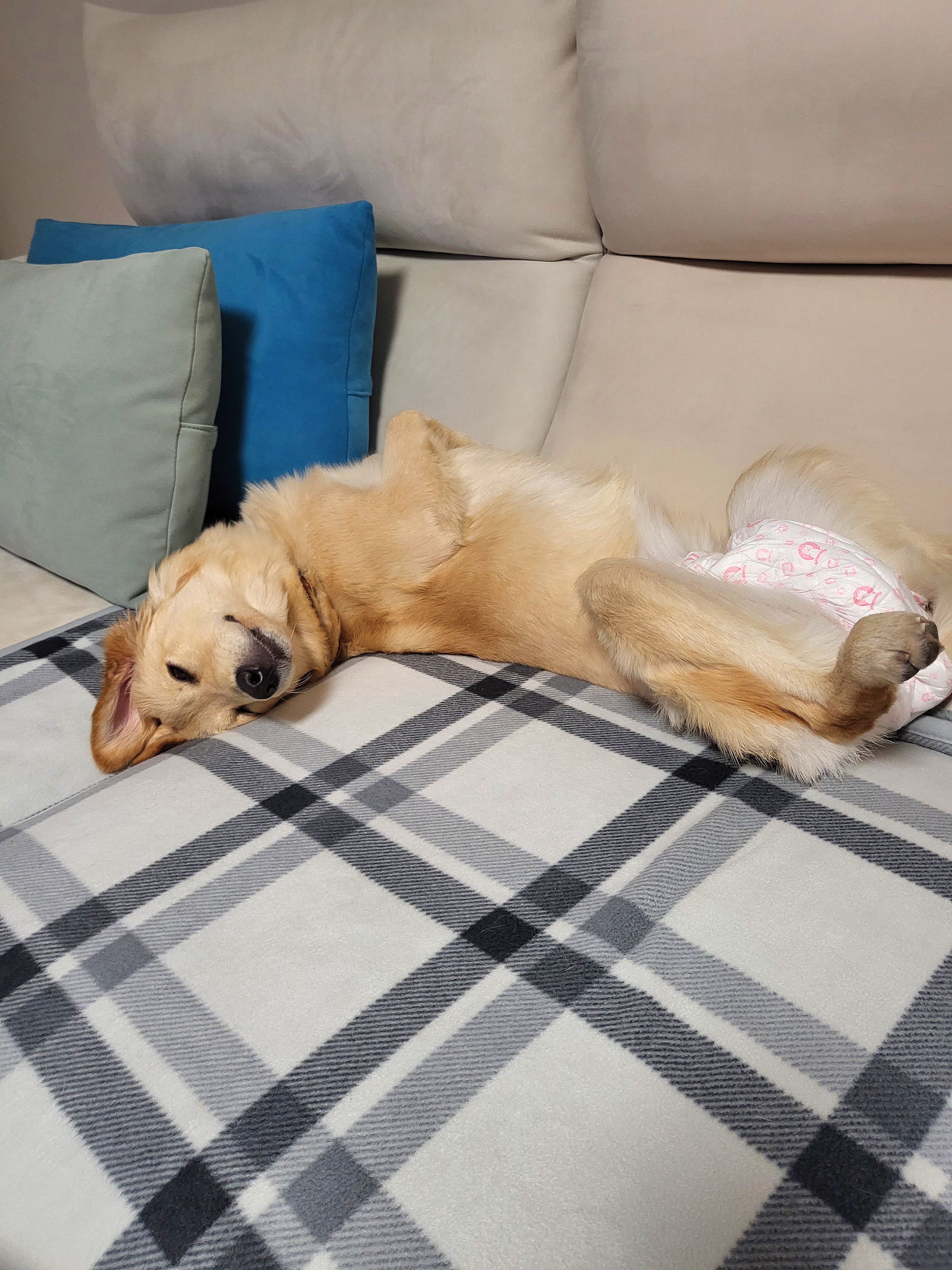 당근이 (삼온이) 입양후기 3개월