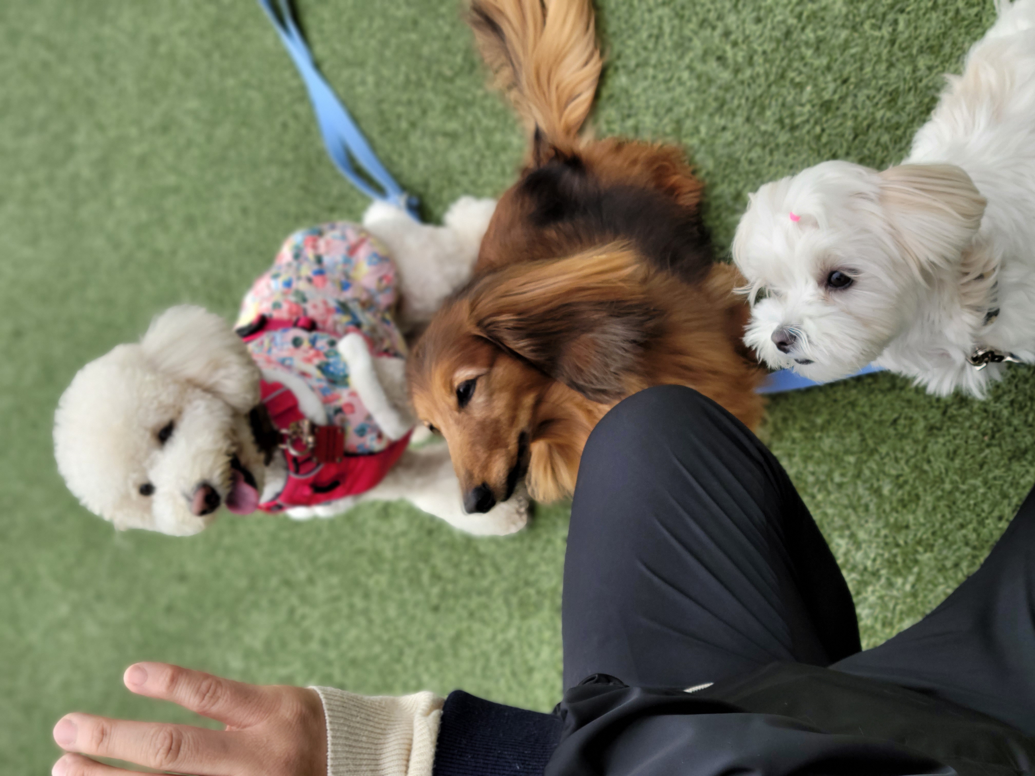 보리(푸미 넷째푸사)2년차