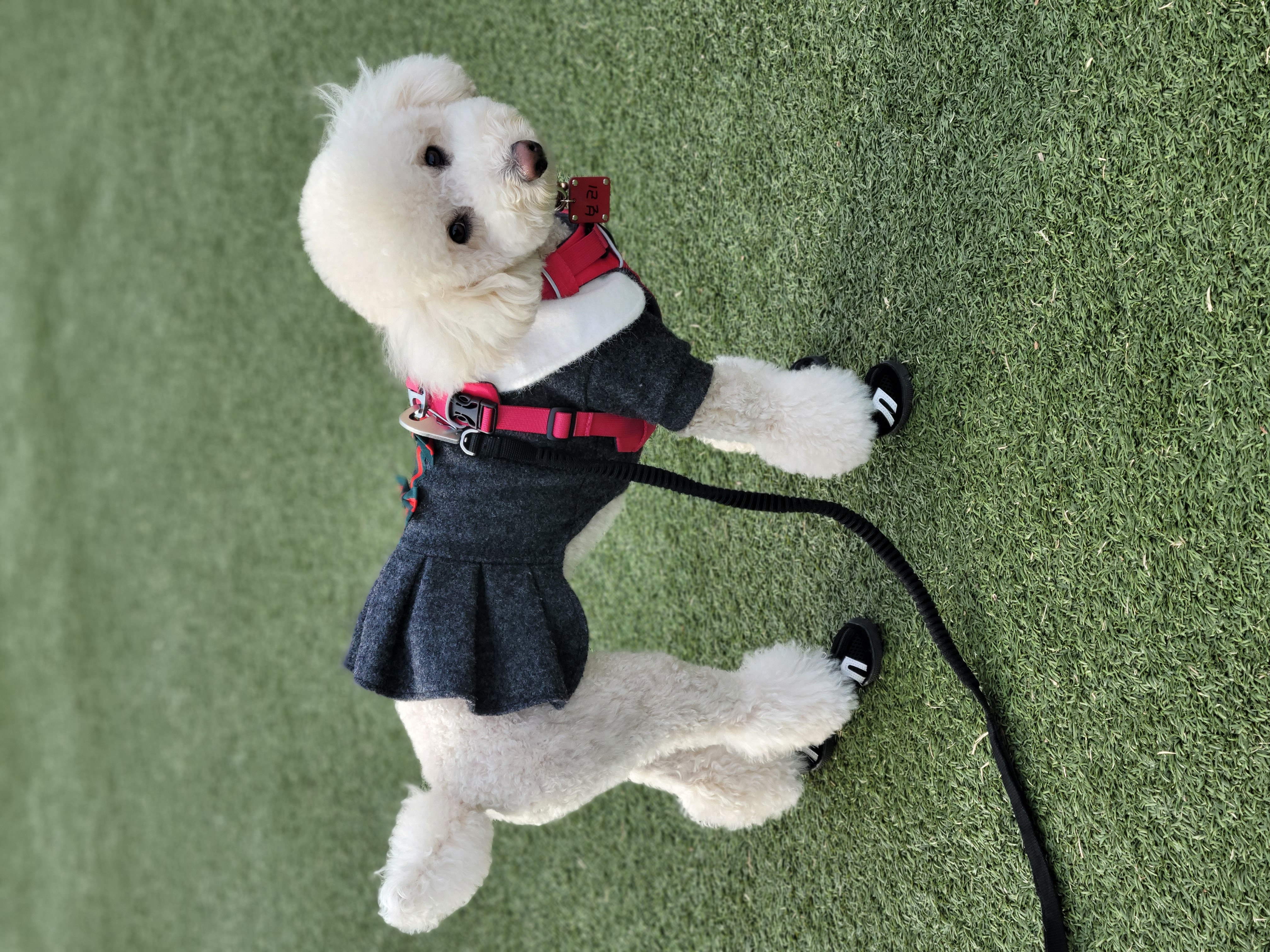 보리(푸미 넷째푸사)2년차