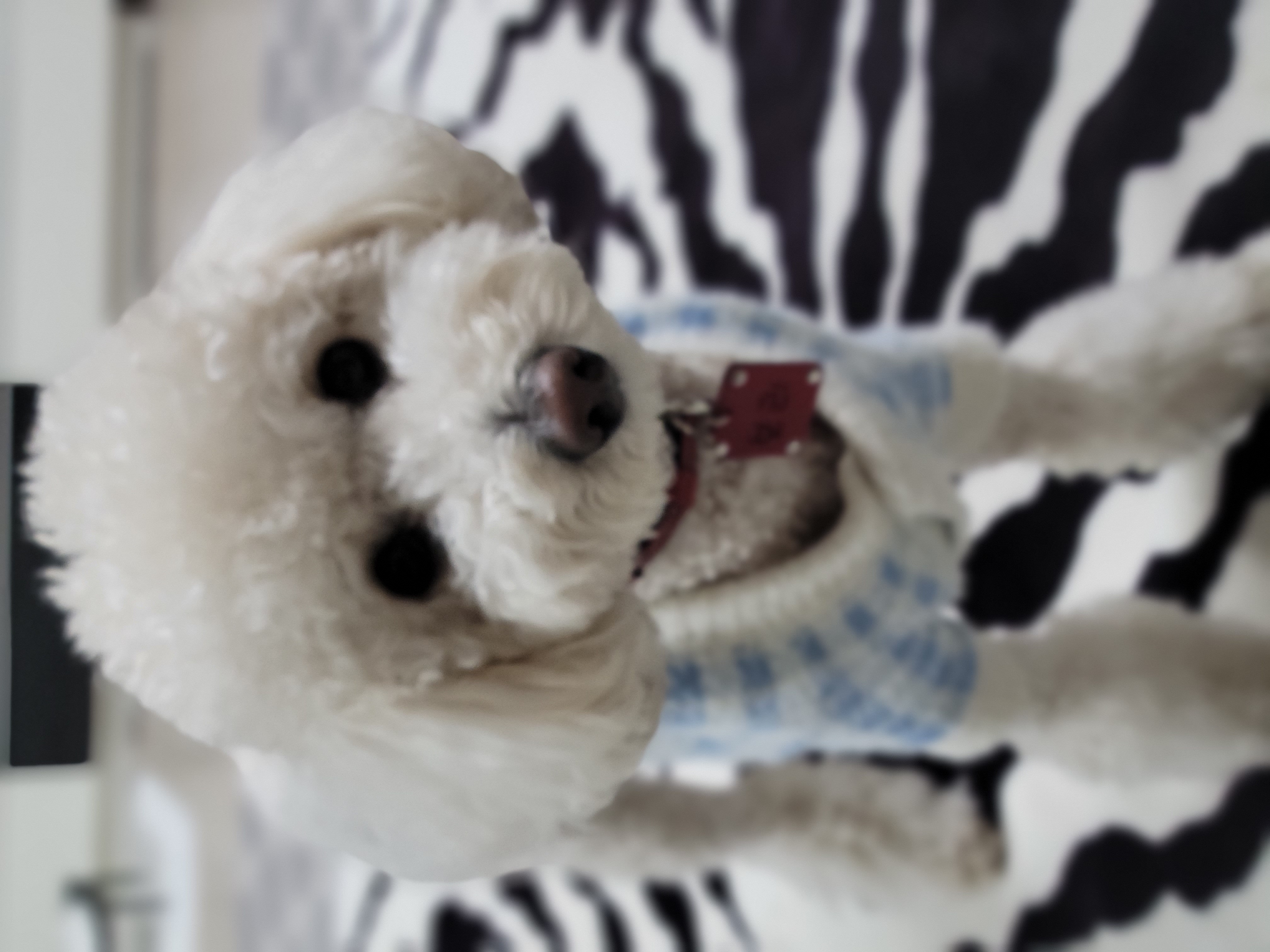 보리(푸미 넷째푸사)2년차