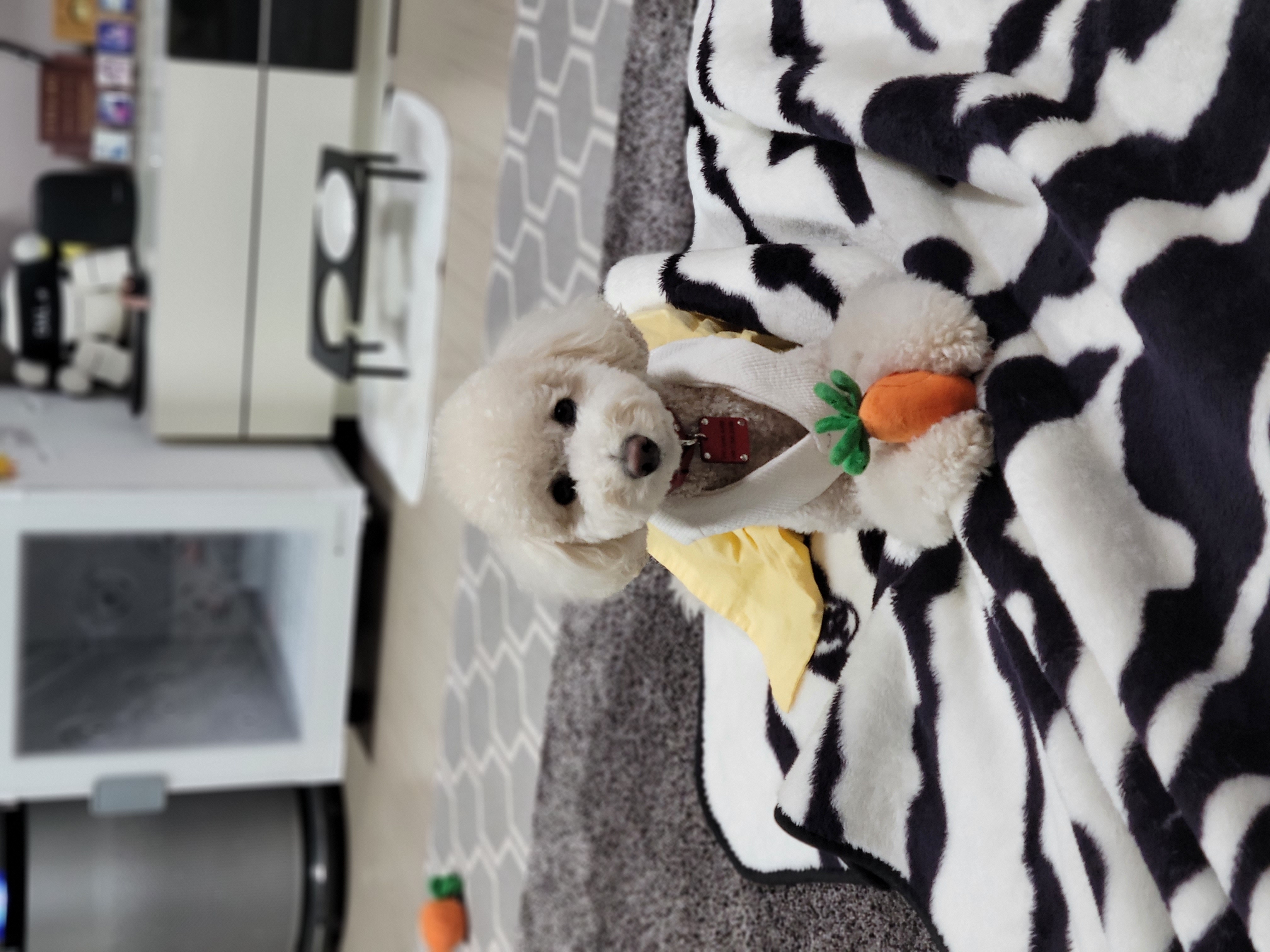 보리(푸미 넷째푸사)2년차