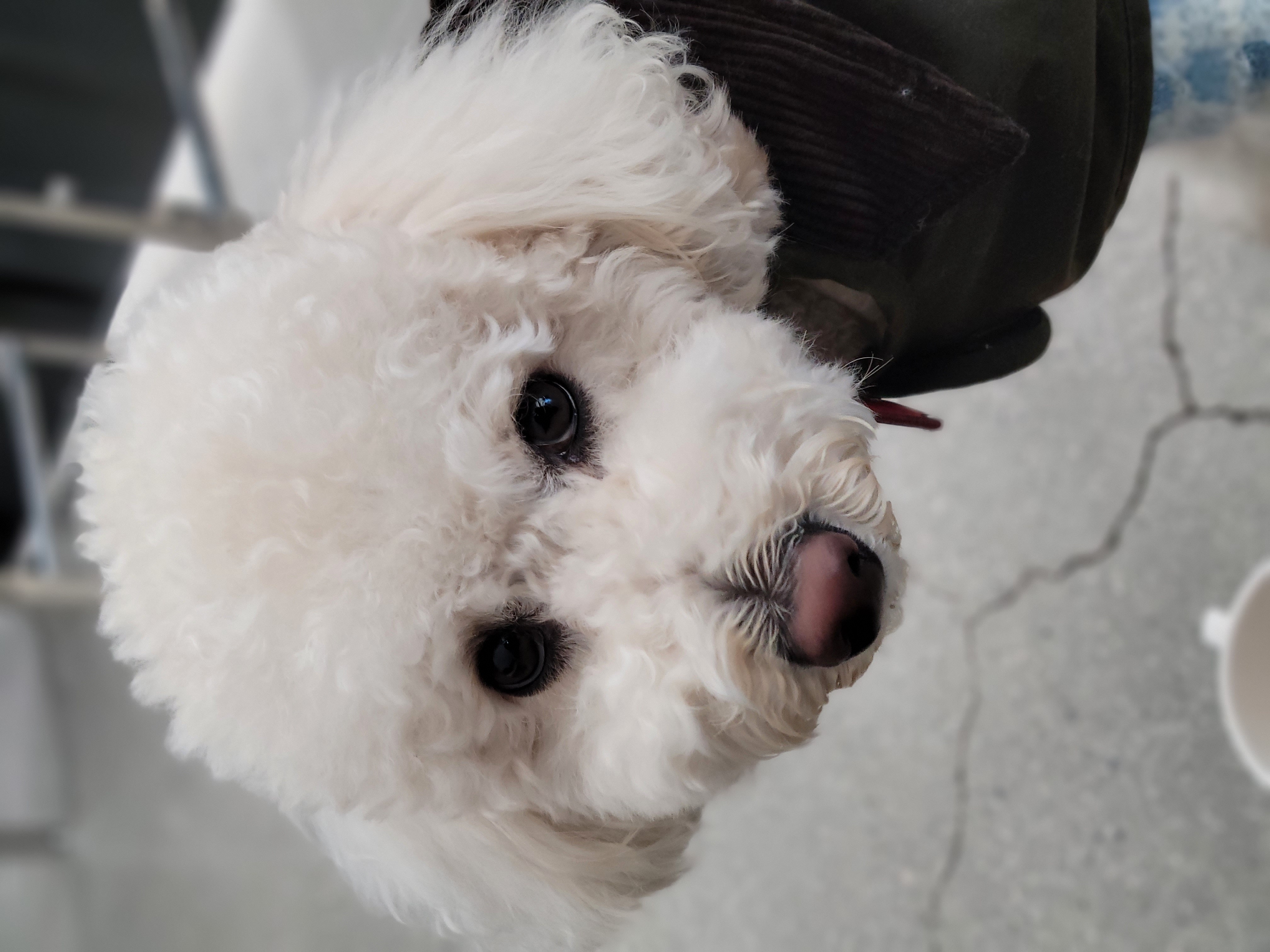 보리(푸미 넷째푸사)2년차