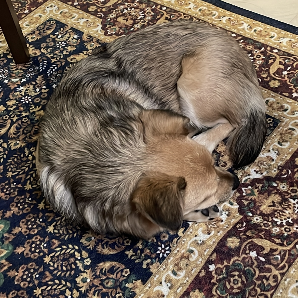 지구 임보일기 3개월차!