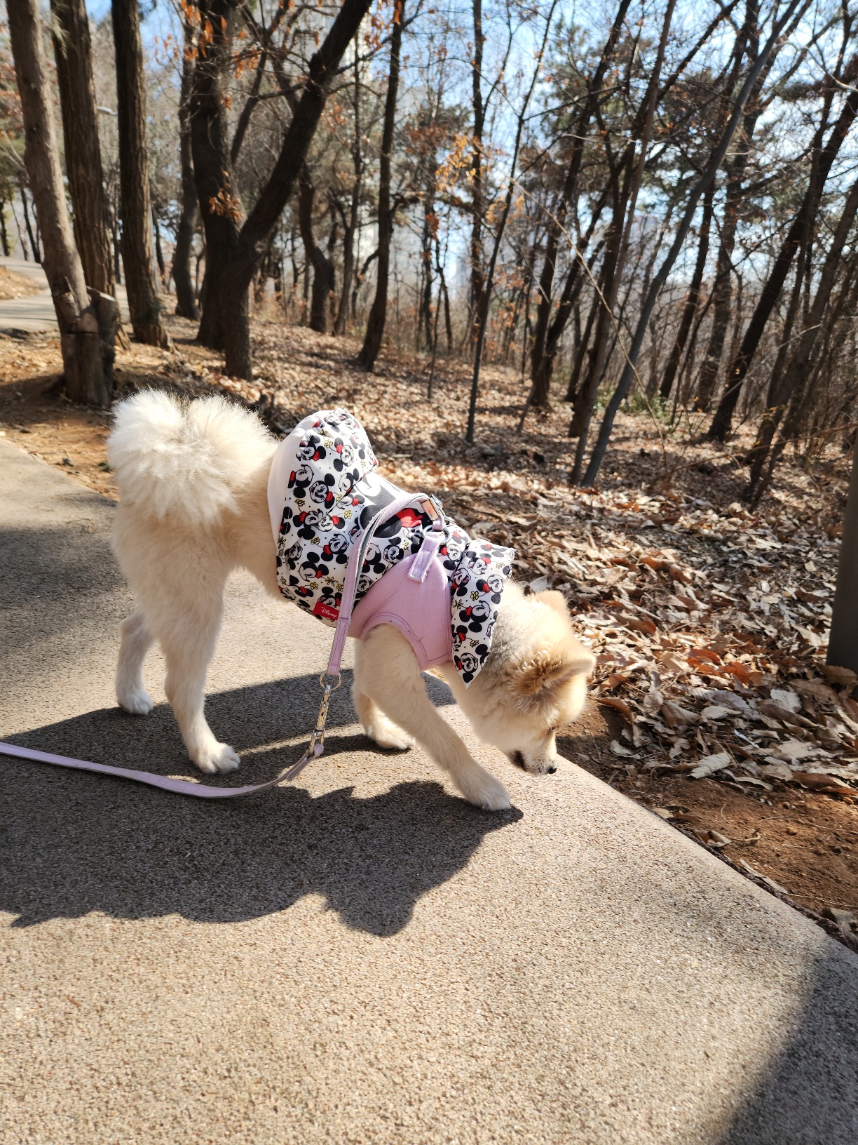 복실이 (곤지암106/그이) 미용했어요
