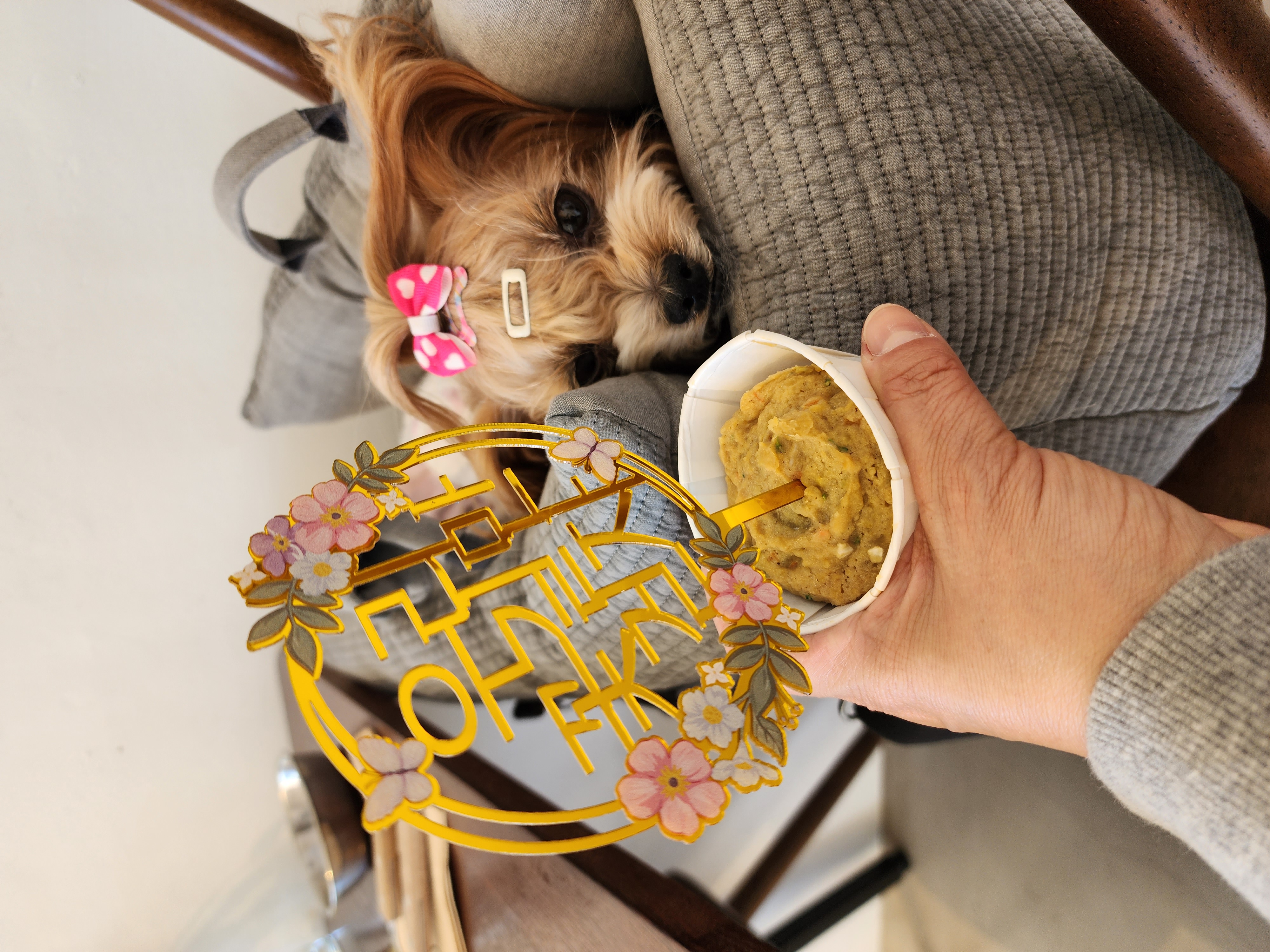 요조 입양 4주년