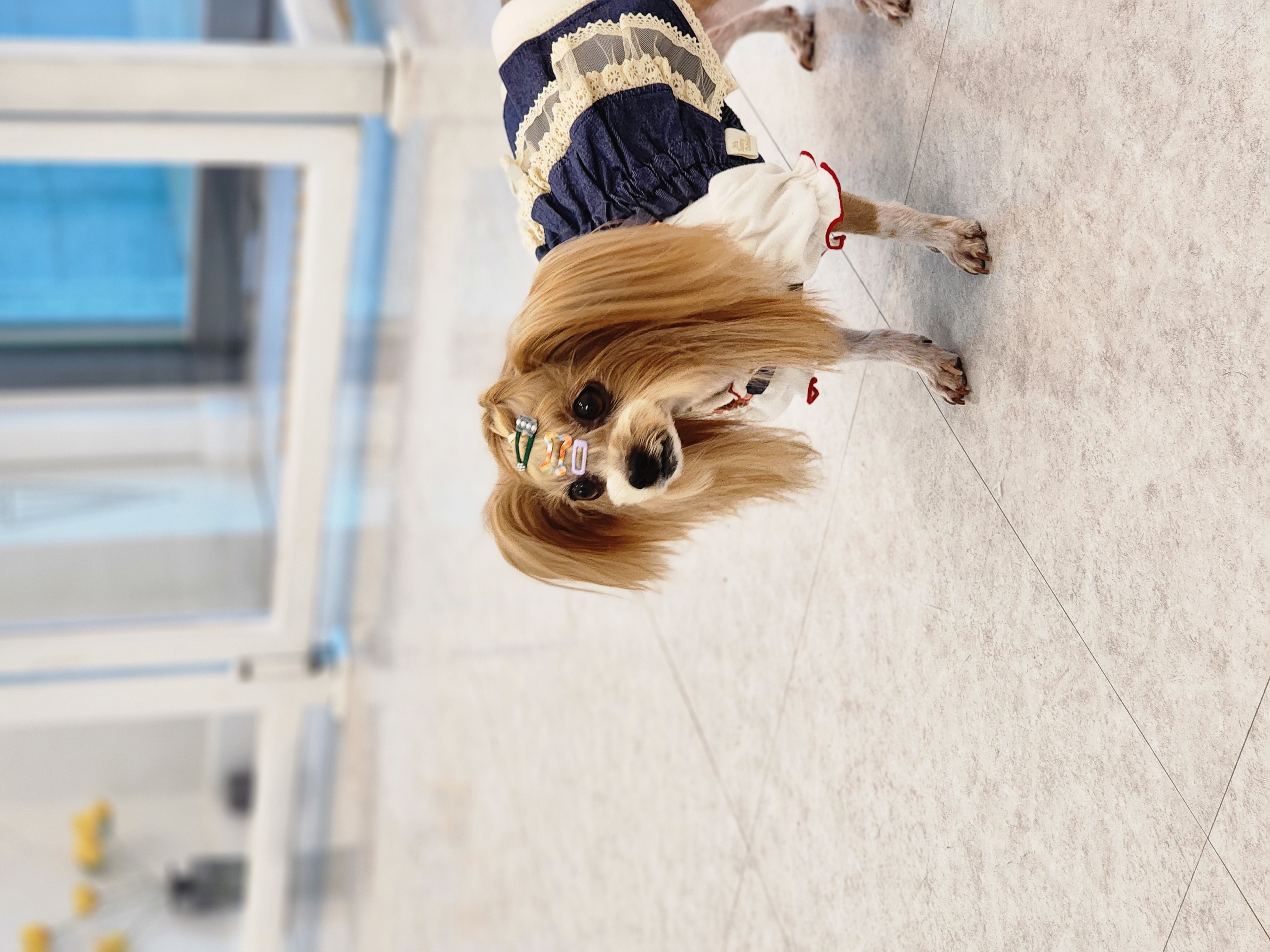 요조 입양 4주년