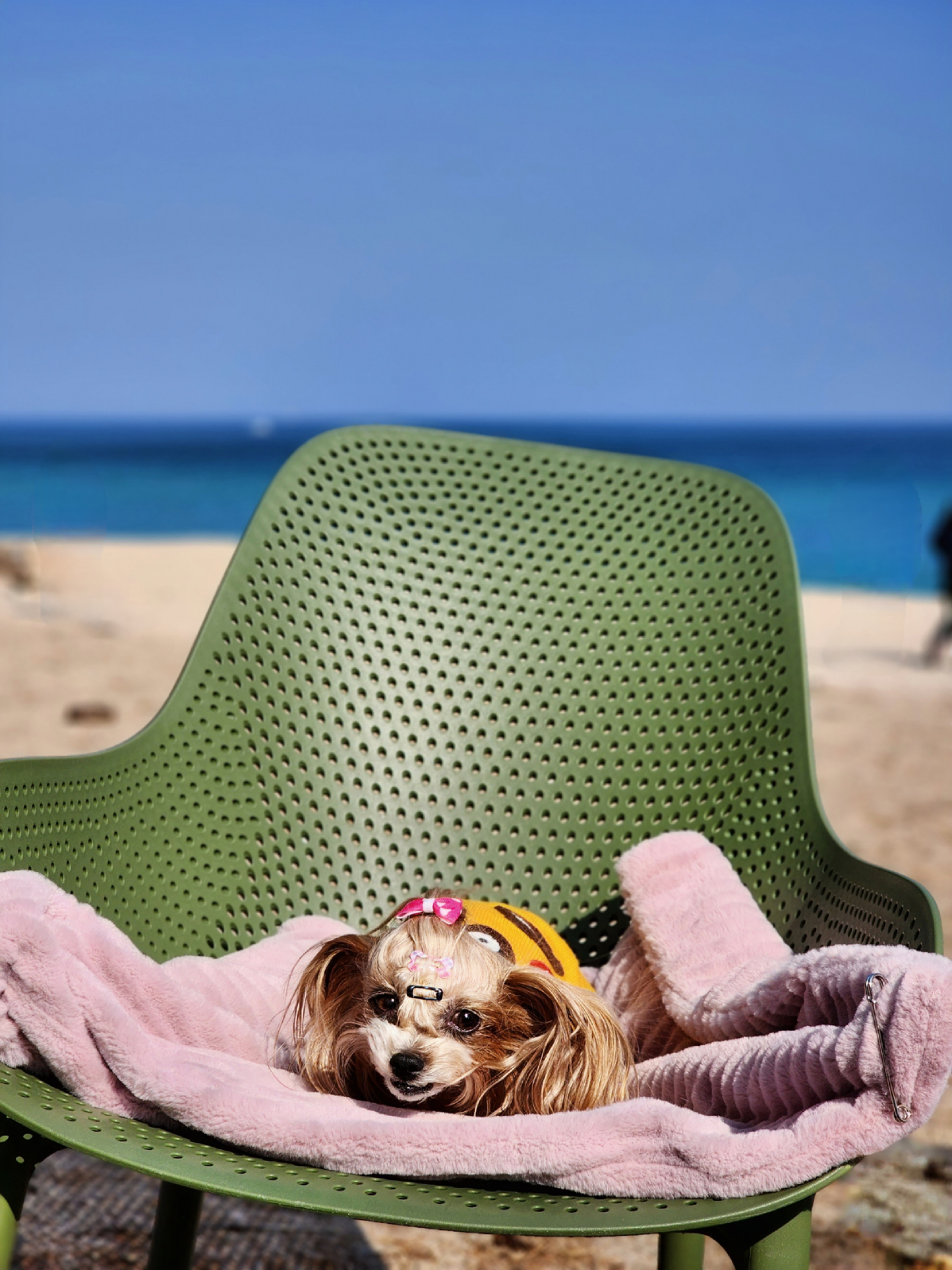 요조 입양 4주년