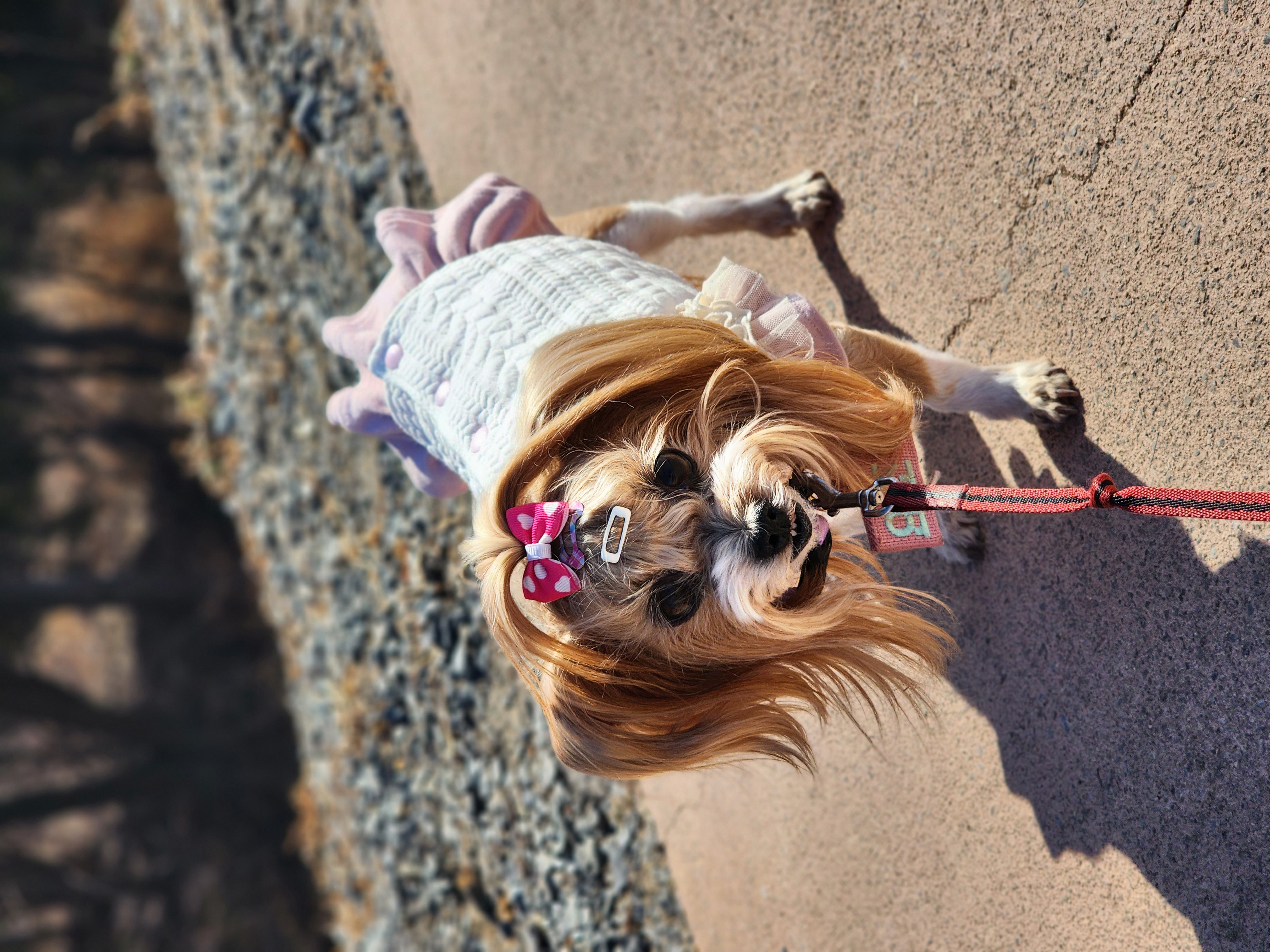 요조 입양 4주년