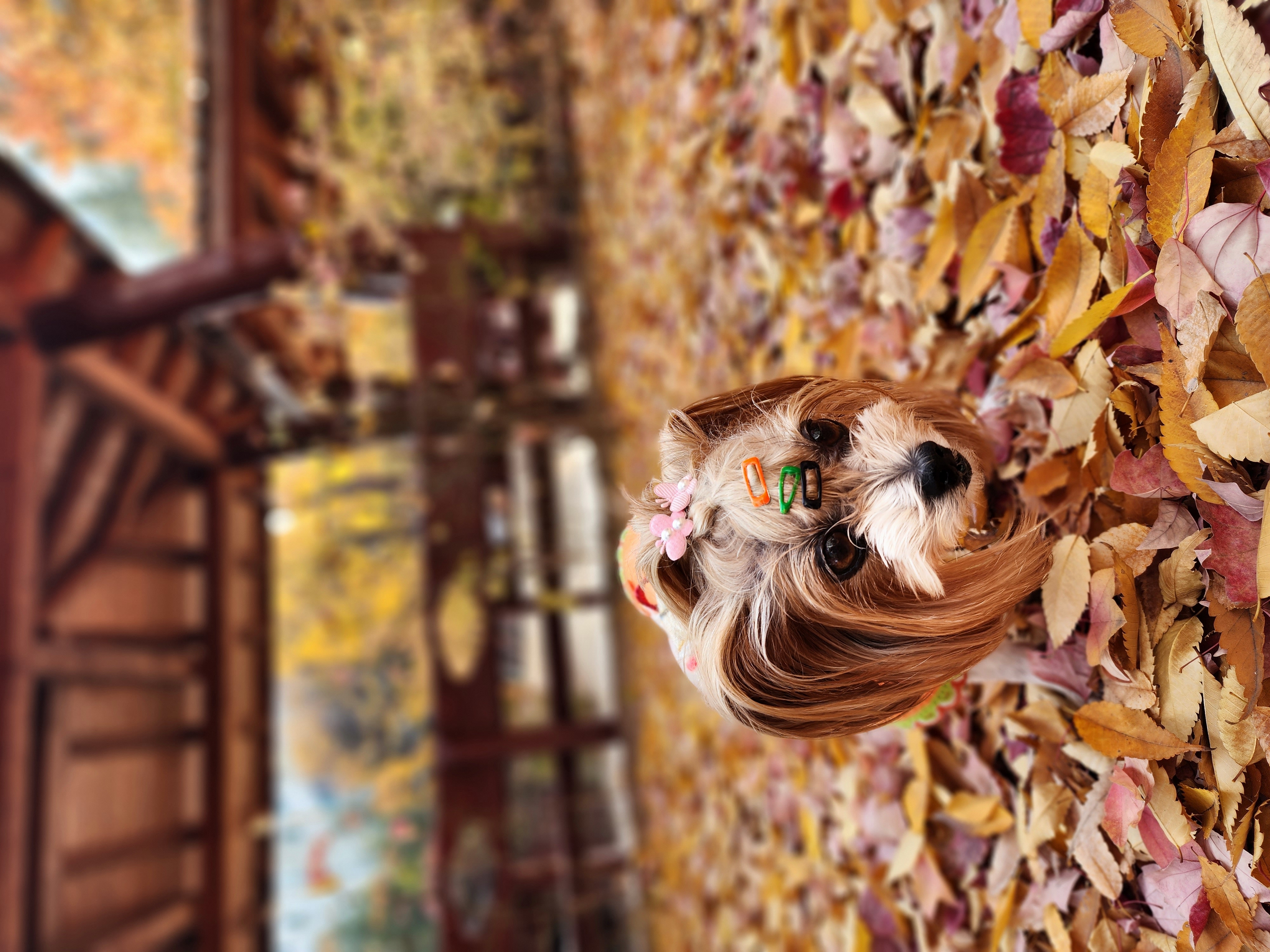 요조 입양 4주년