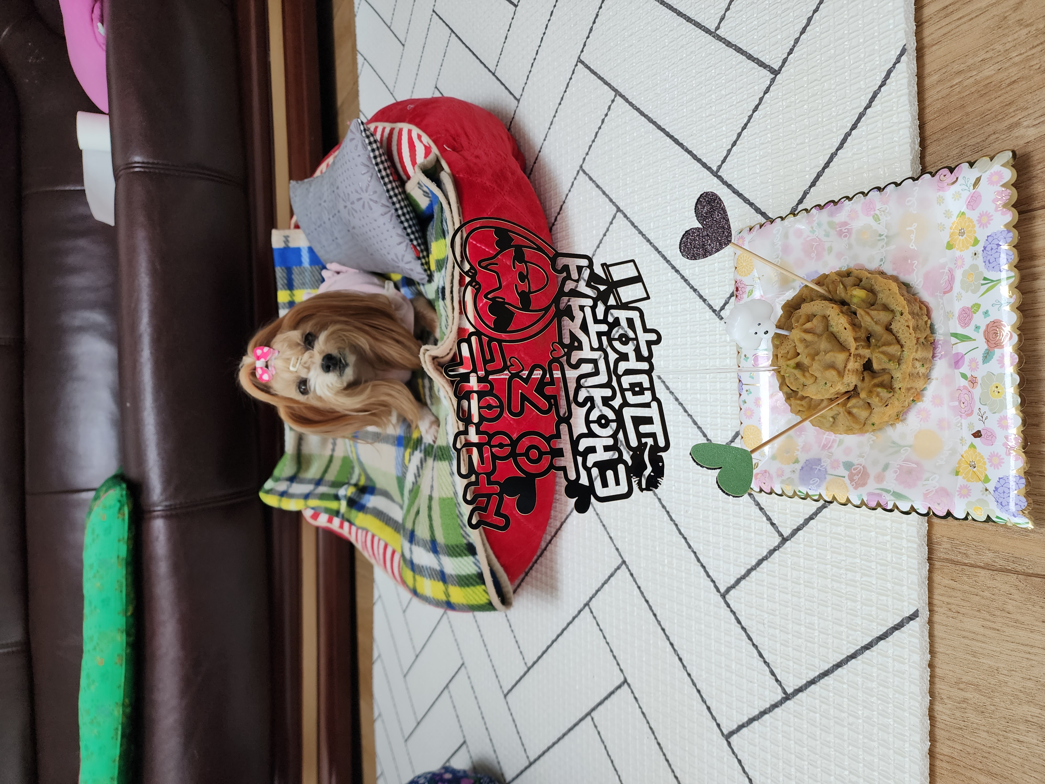 요조 입양 4주년