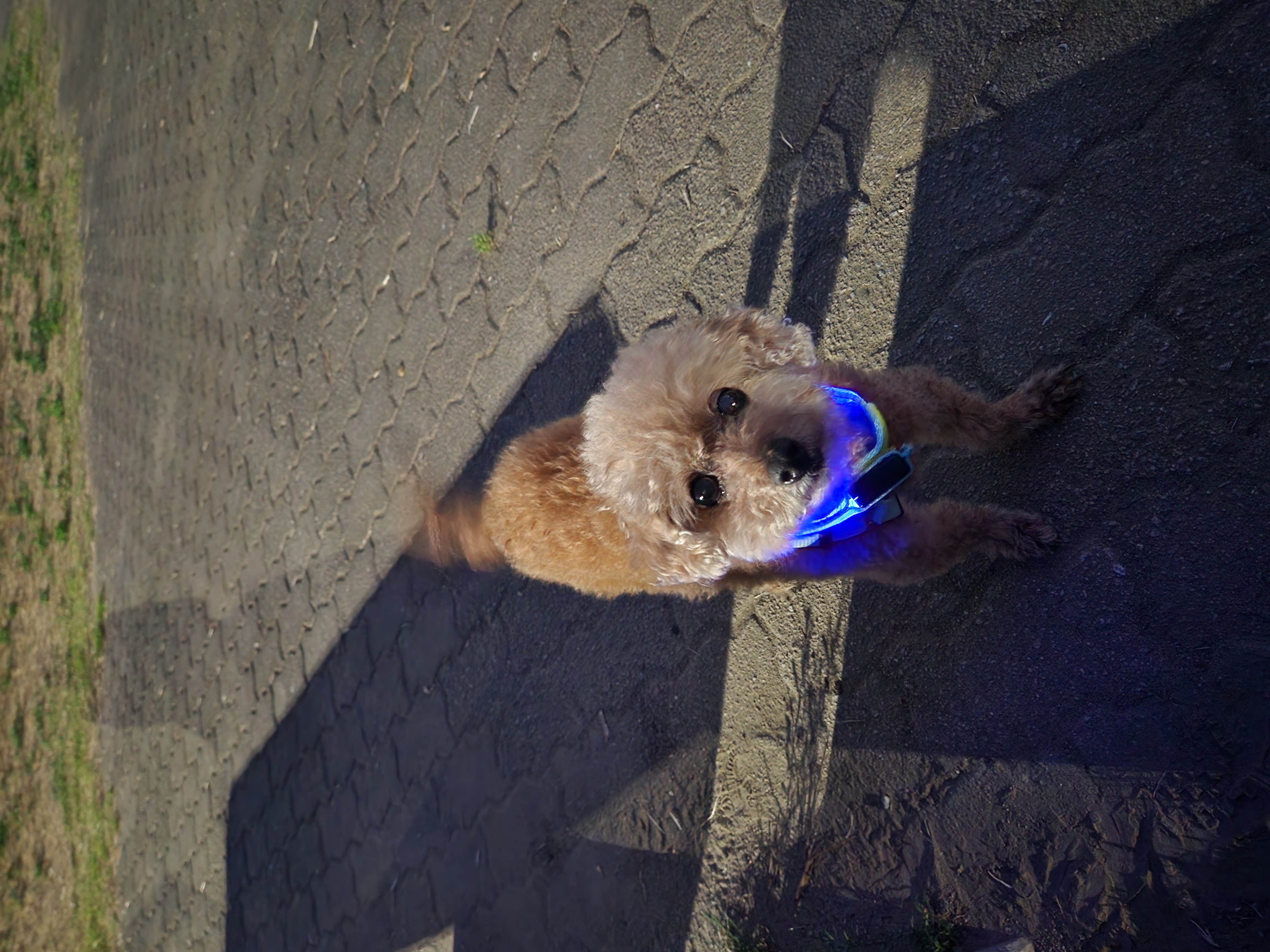 입양 3년차 은동이