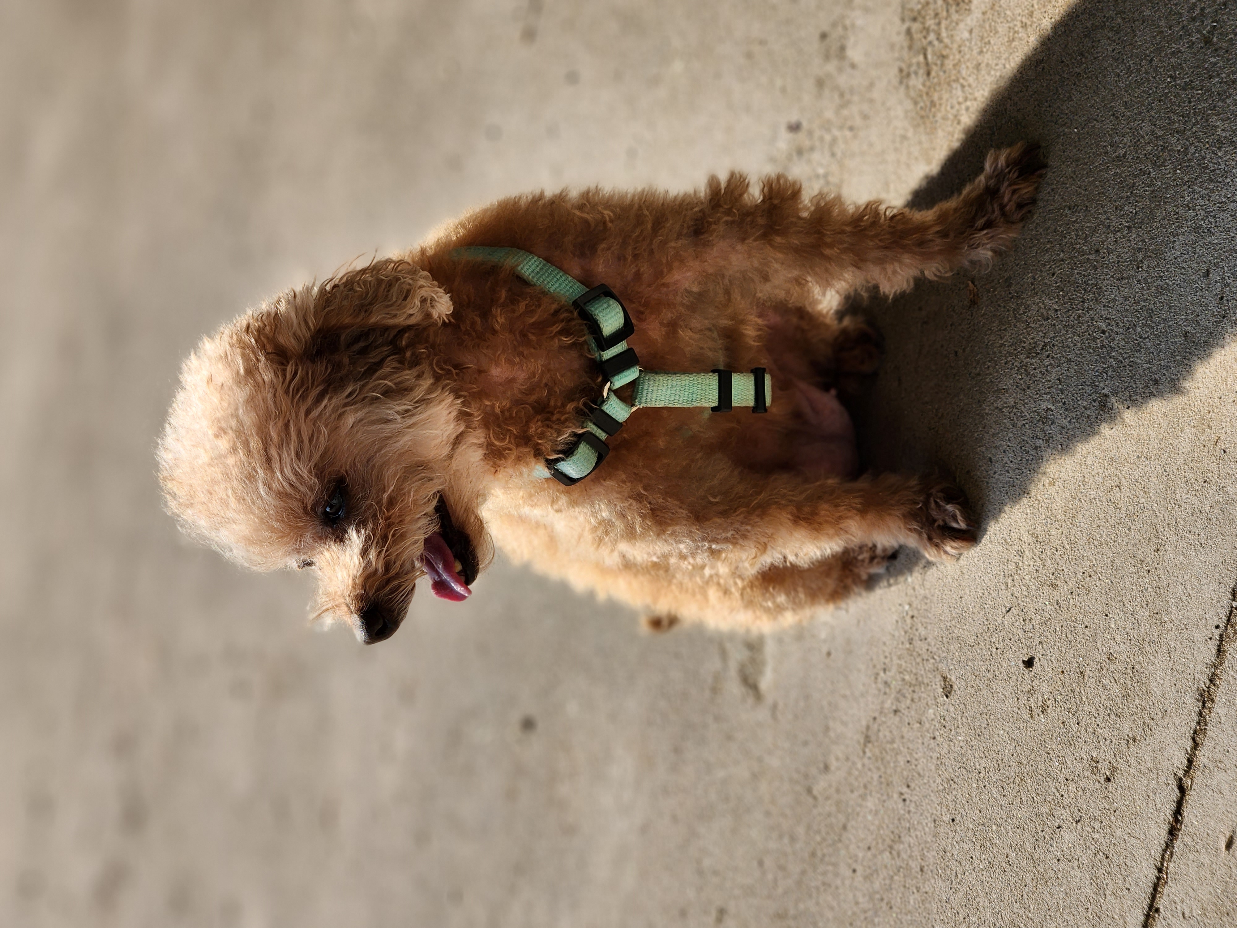 입양 3년차 은동이