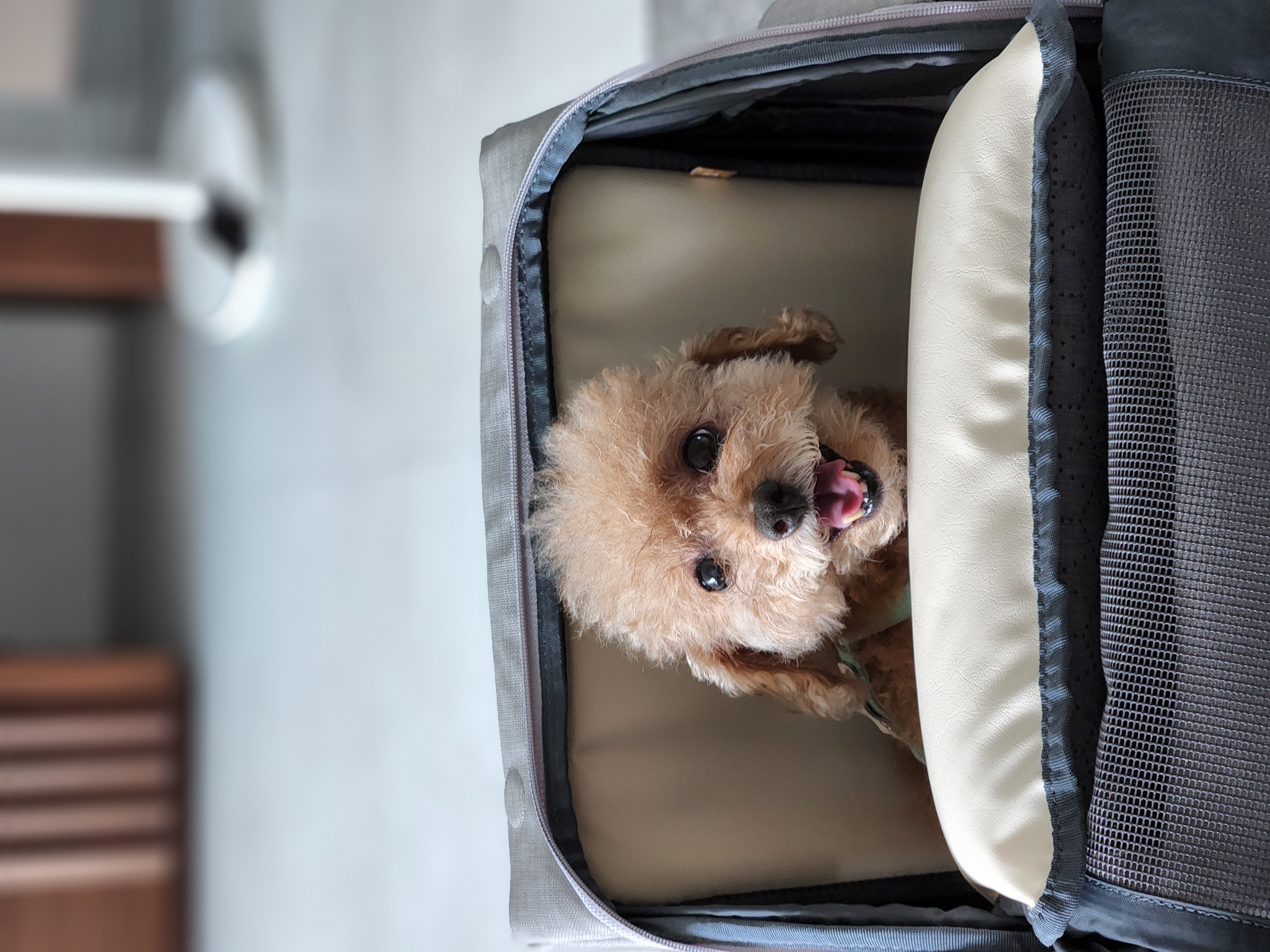 입양 3년차 은동이